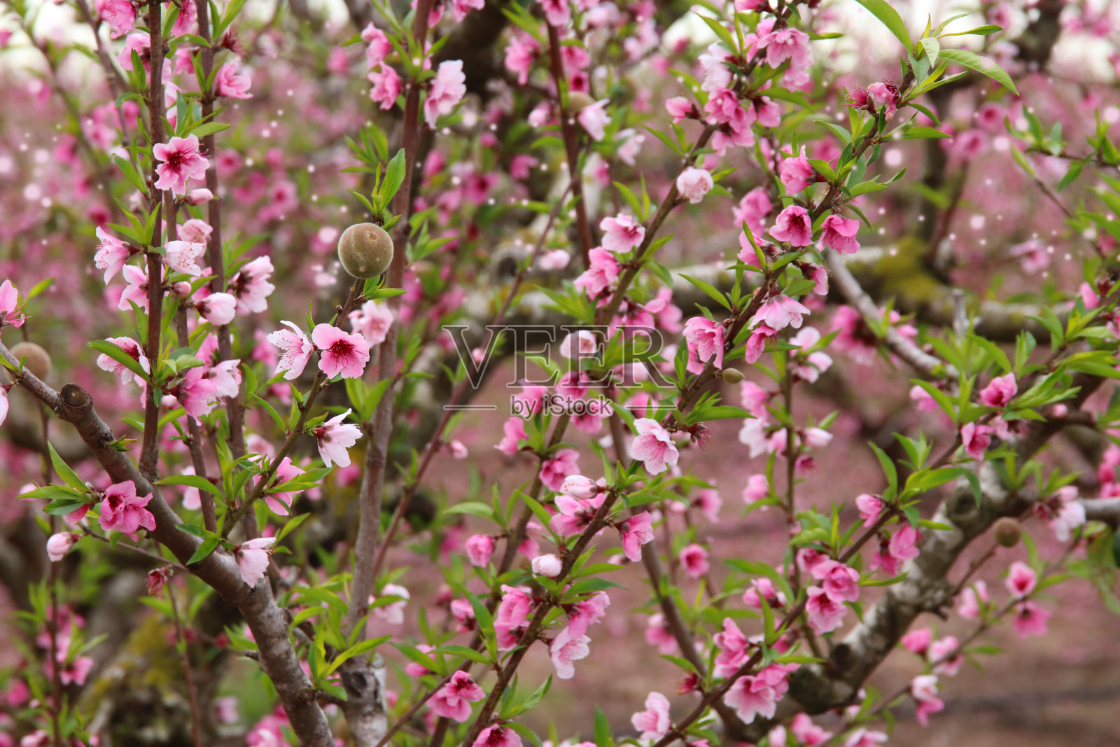 春花树的背景是粉红色美丽的花朵。有选择性的重点照片摄影图片