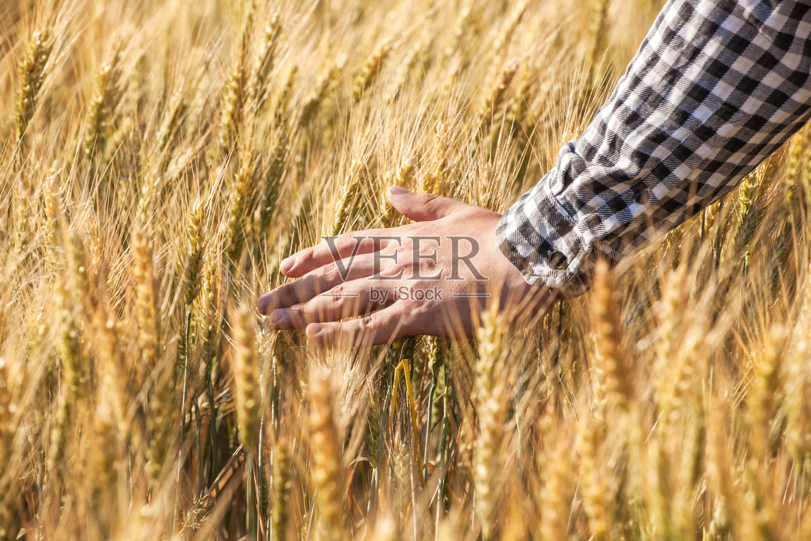 一位农学家在麦田里触摸金色的小穗。照片摄影图片