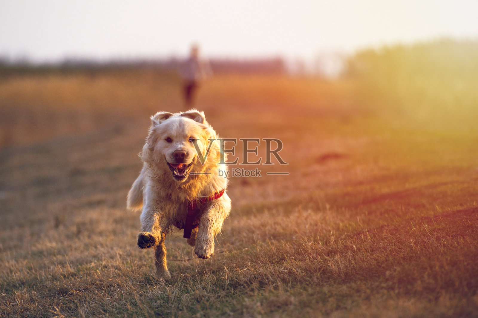 日落时分，金毛猎犬在田野上奔跑跳跃照片摄影图片