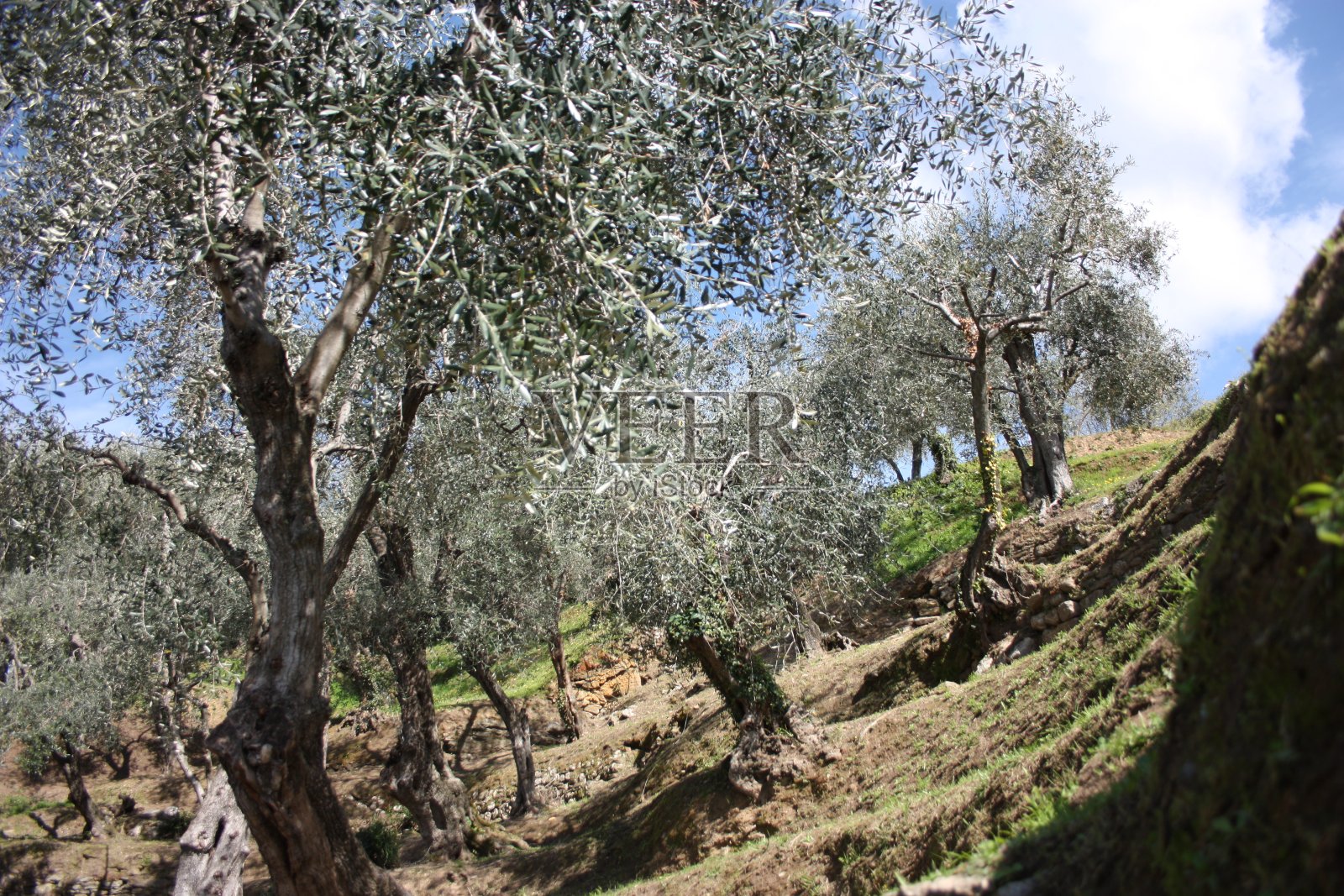 绿色的大橄榄林长满了橄榄树，植物长满了叶子和果实。春天的到来照片摄影图片