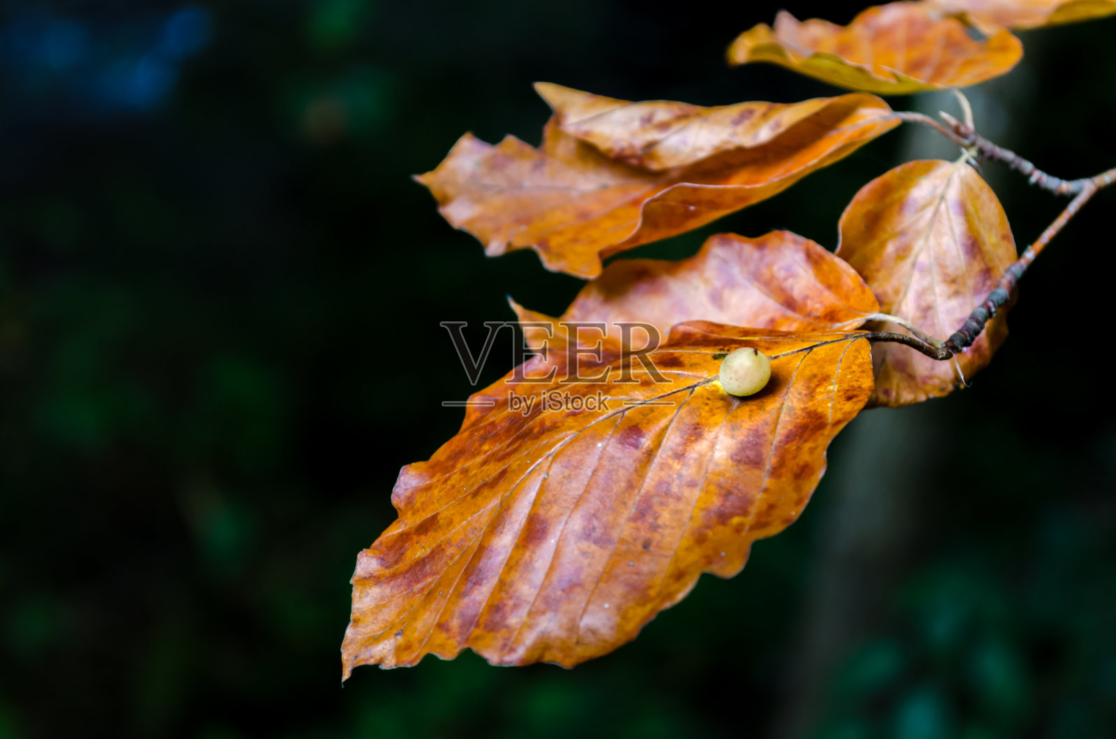 秋天的树枝与五颜六色的树叶在森林里。秋天横幅照片摄影图片