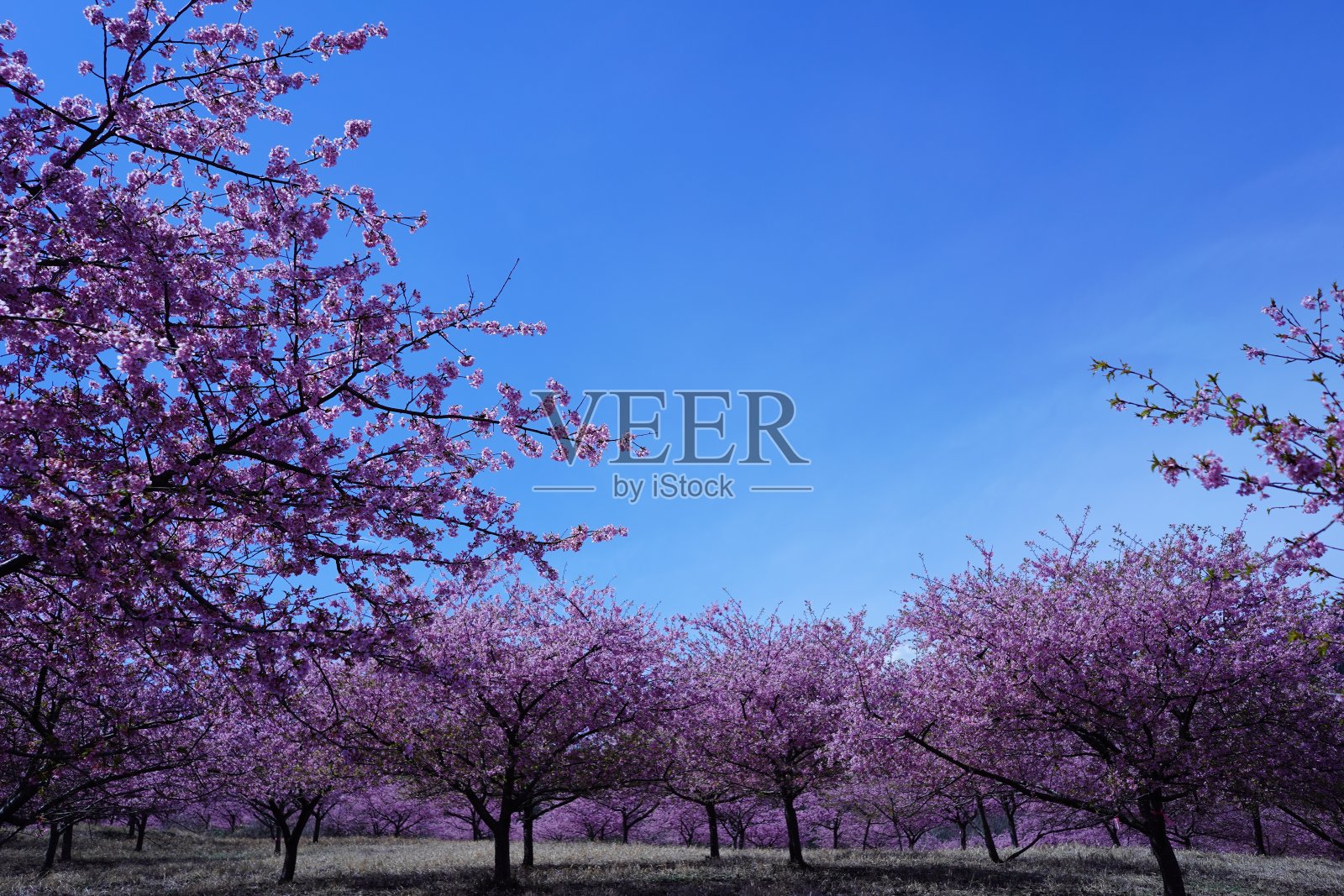 从南麻生樱花公园可以看到盛开的山。照片摄影图片