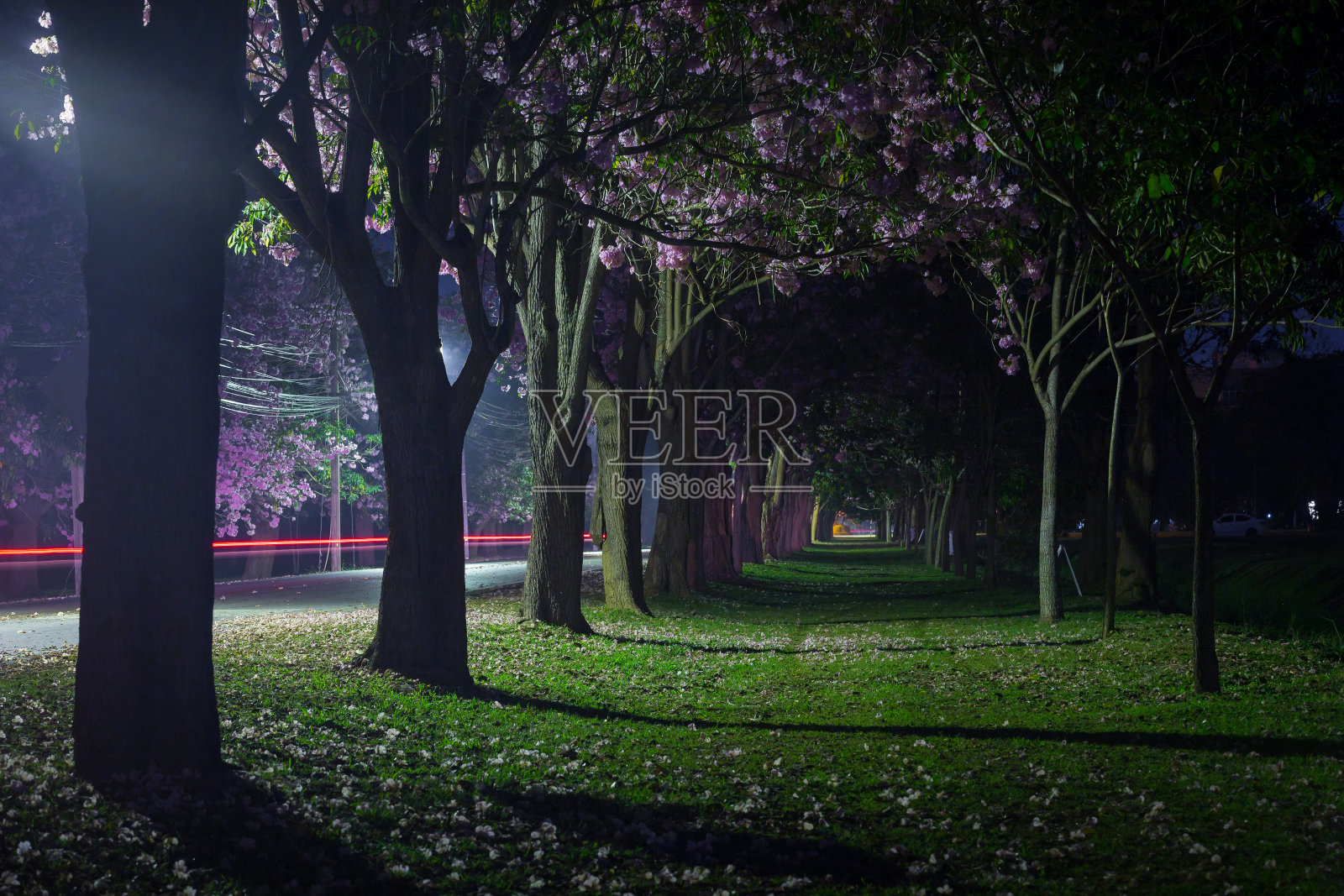 粉红色的喇叭花在夜晚盛开。照片摄影图片