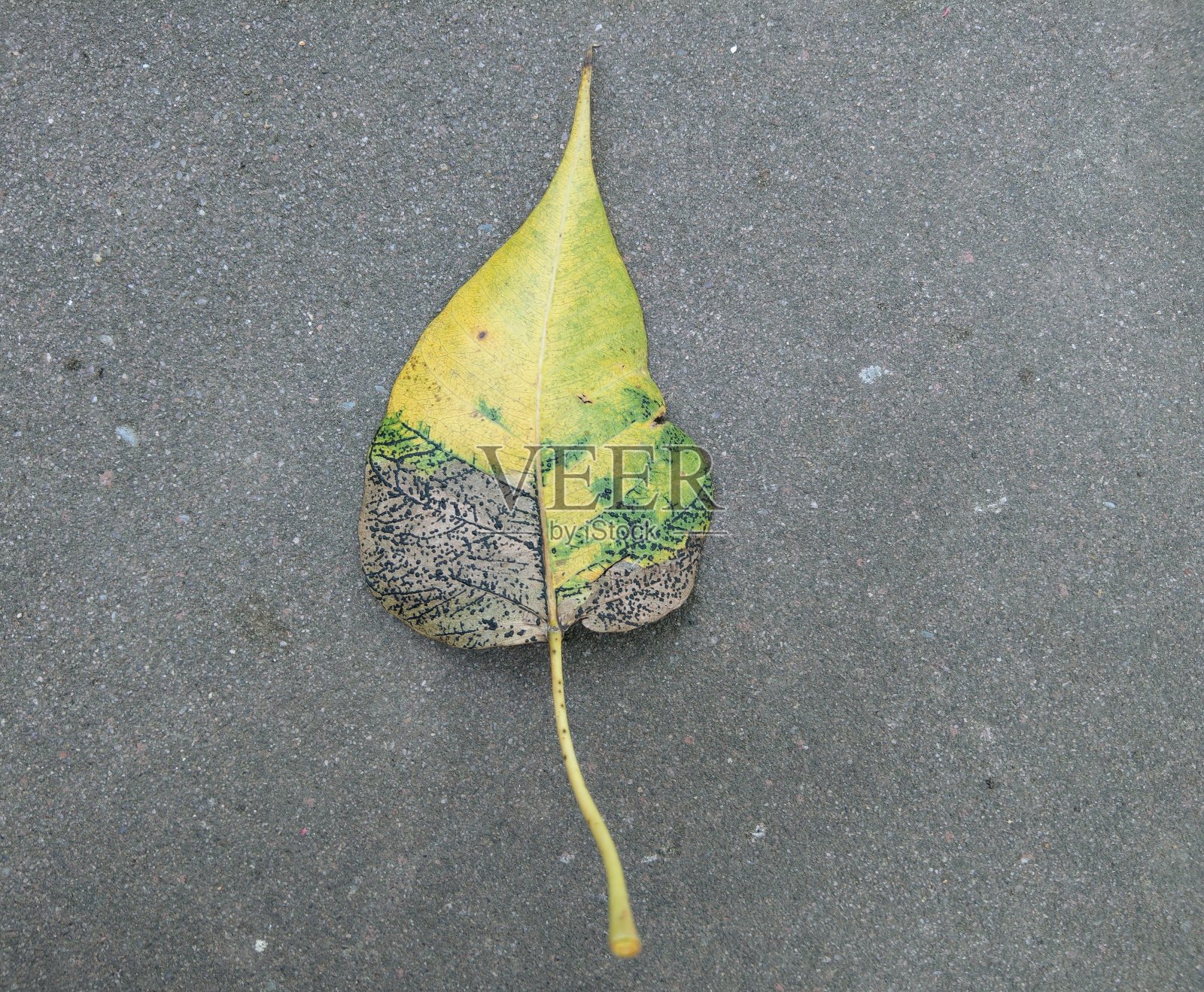 落在地上的叶子是黄色的，对这个话题给予了评论。生活的不确定性照片摄影图片