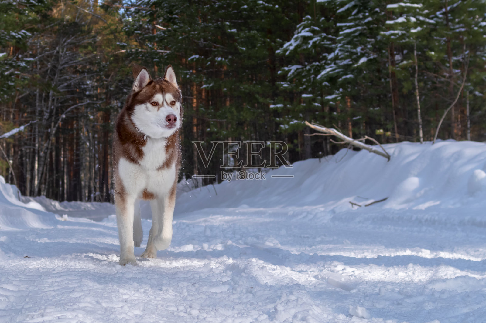 冬季森林里欢快的西伯利亚哈士奇犬。副本的空间。照片摄影图片