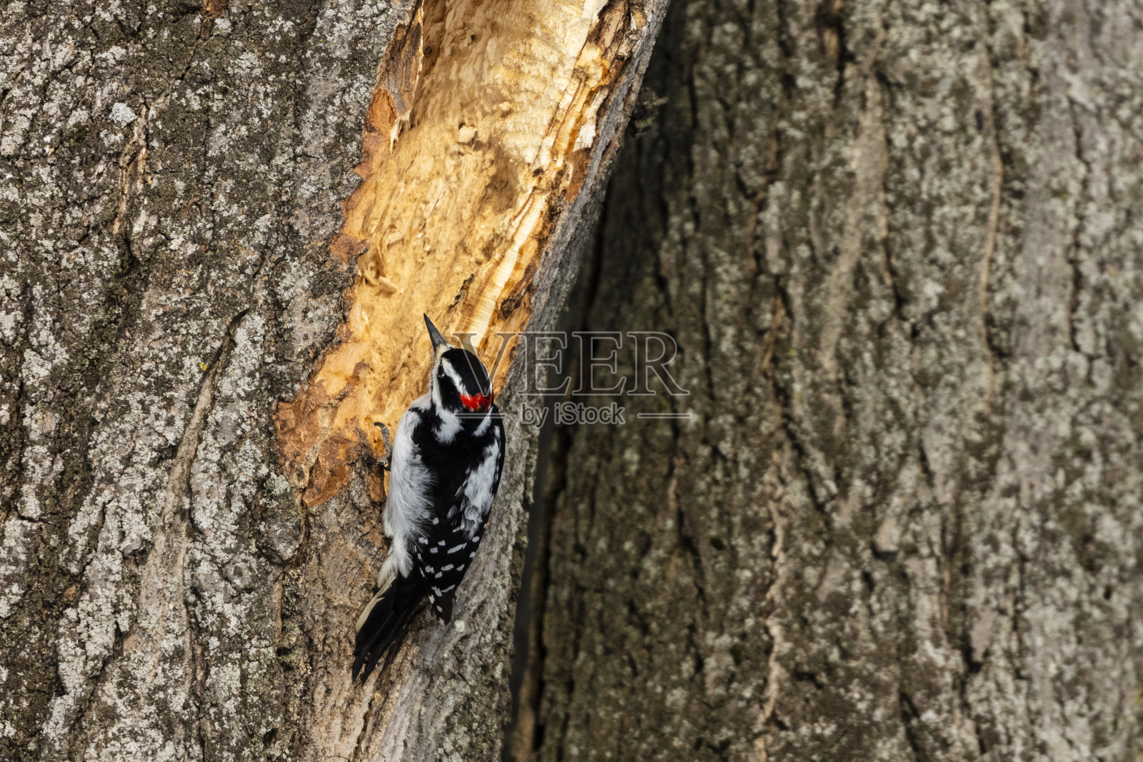 雄性毛茸茸的啄木鸟，北美最小的啄木鸟，当他在树上敲洞时看到的行动。照片摄影图片