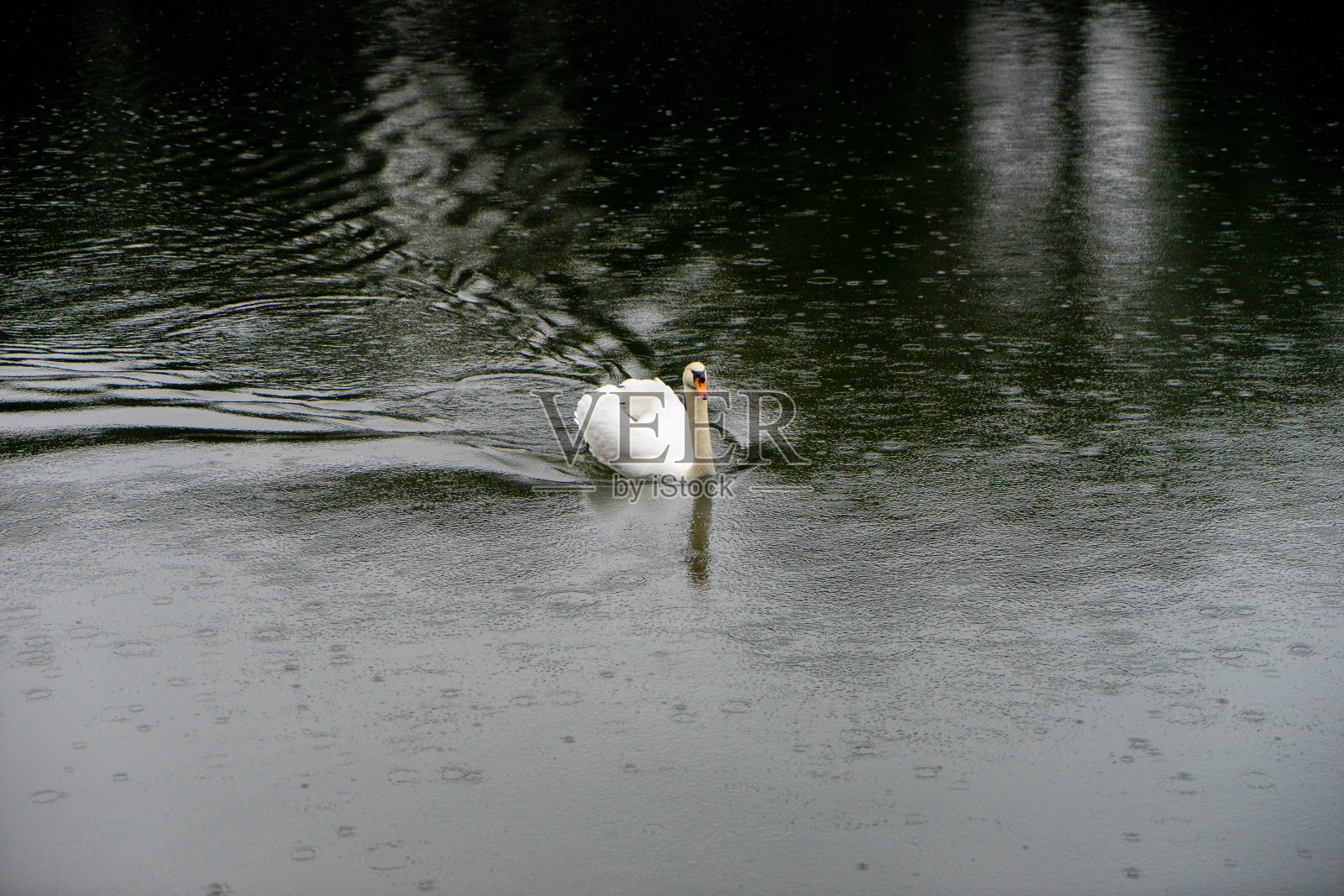 天鹅天鹅色在河里游泳照片摄影图片
