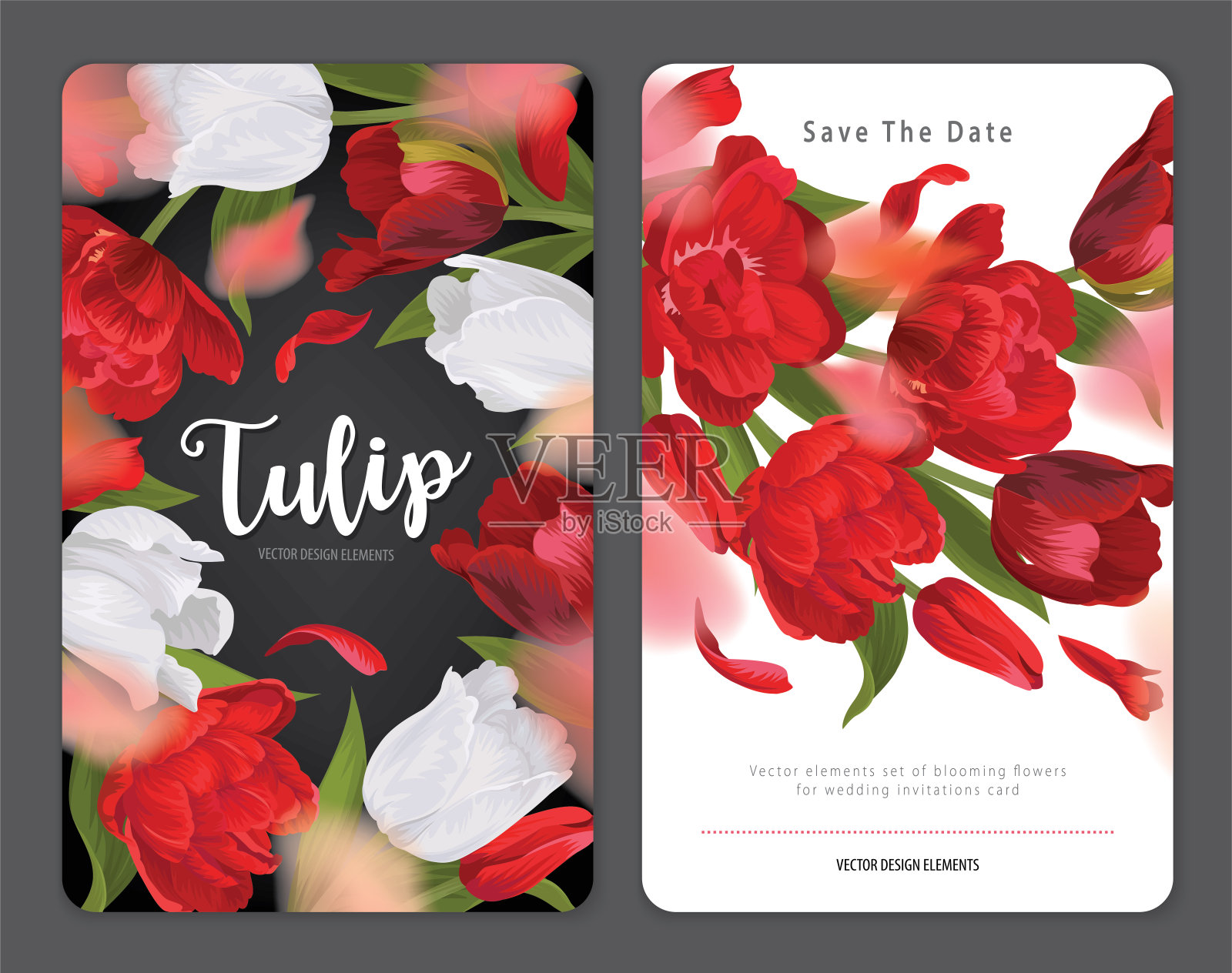 盛开美丽的红色与白色郁金香花的背景模板。插画图片素材