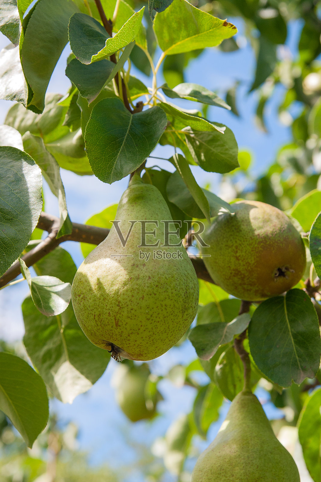 闪闪发光的美味梨挂在果园的树枝上。照片摄影图片