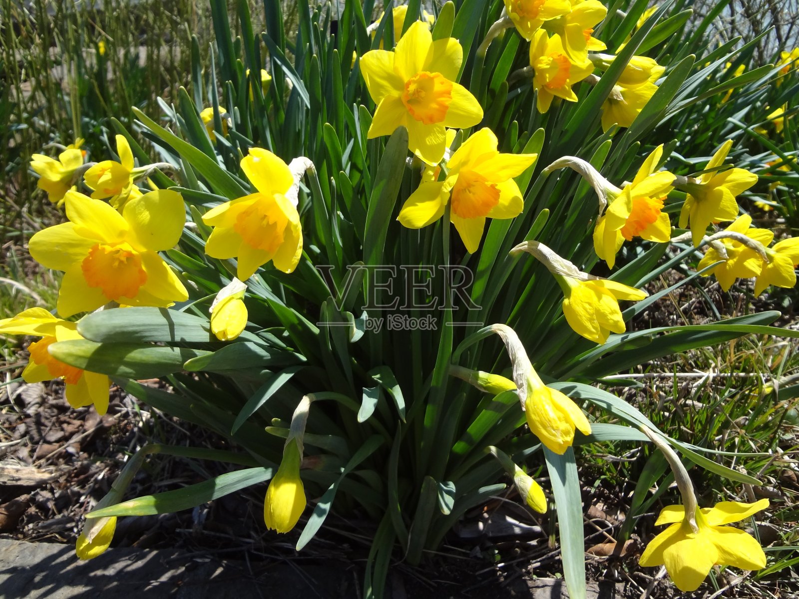 色彩鲜艳的水仙花在春天盛开的特写照片摄影图片