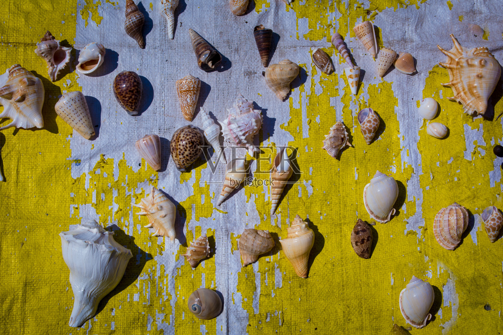 五颜六色的贝壳作为背景，收集海贝壳照片摄影图片
