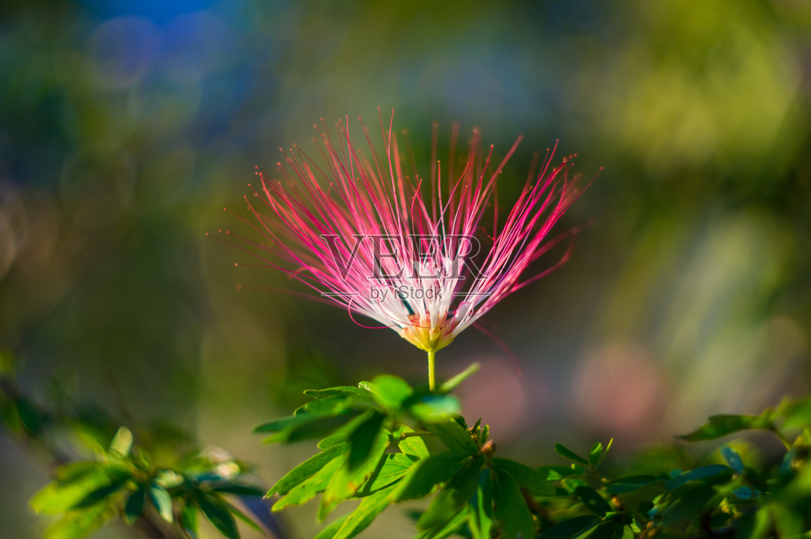 有趣的丛林花，漂亮的植物照片摄影图片
