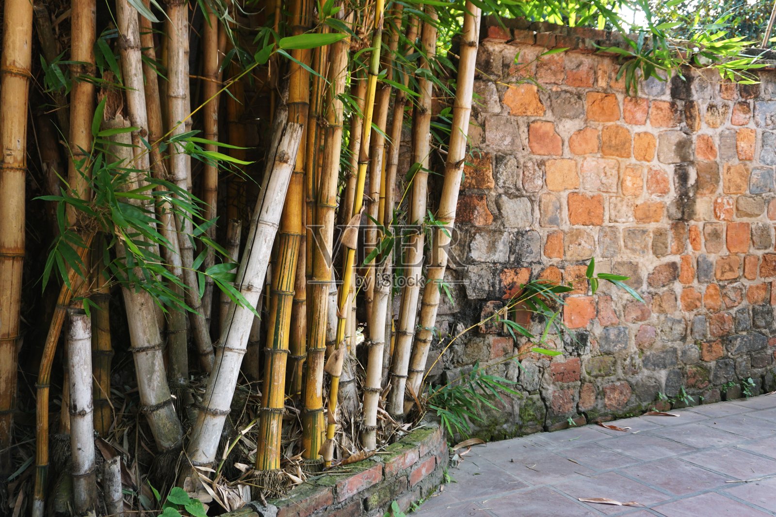 越南农村古老石墙旁的成熟竹林照片摄影图片