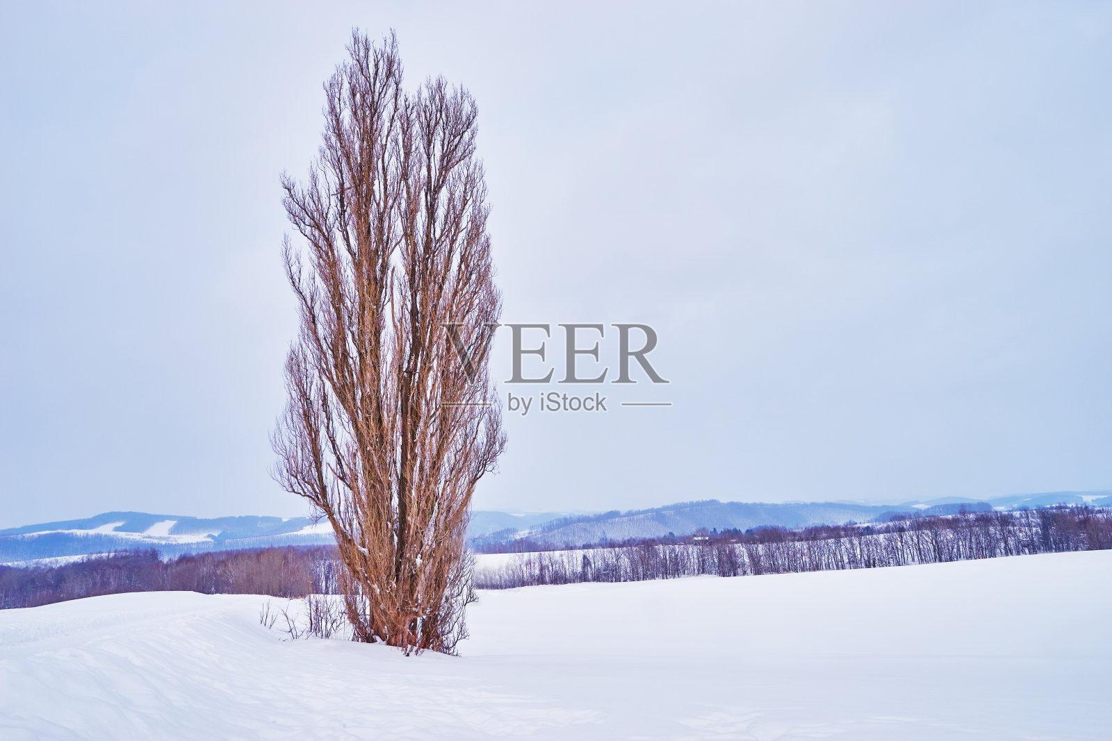 别城冬季的一种叫“肯玛丽”的干燥大单株杨树。照片摄影图片