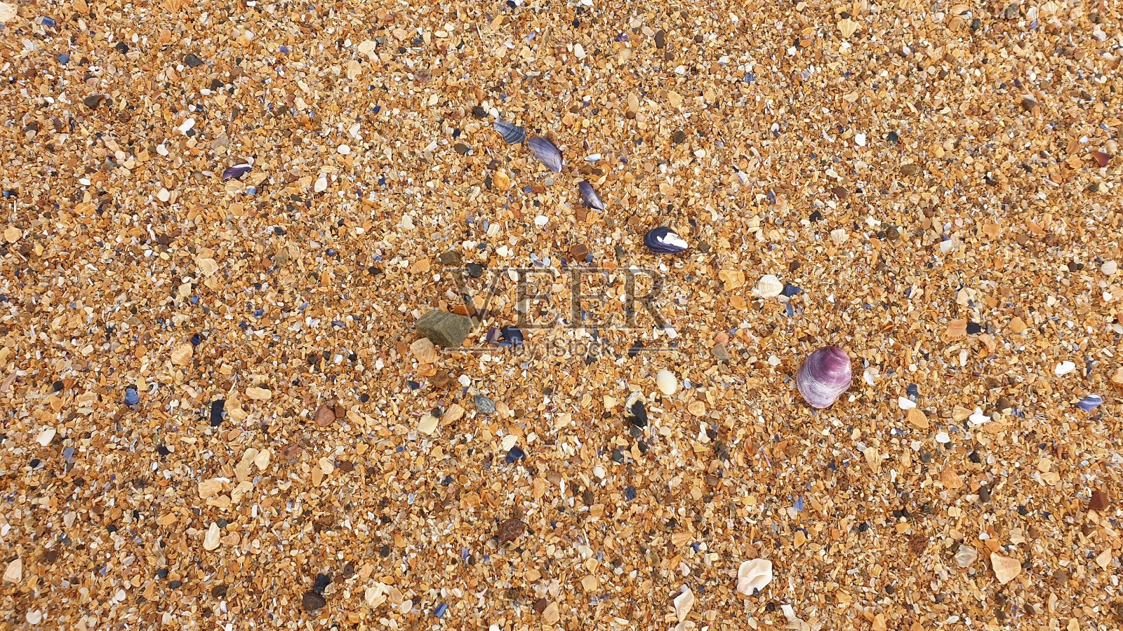 贝壳在沙滩上照片摄影图片