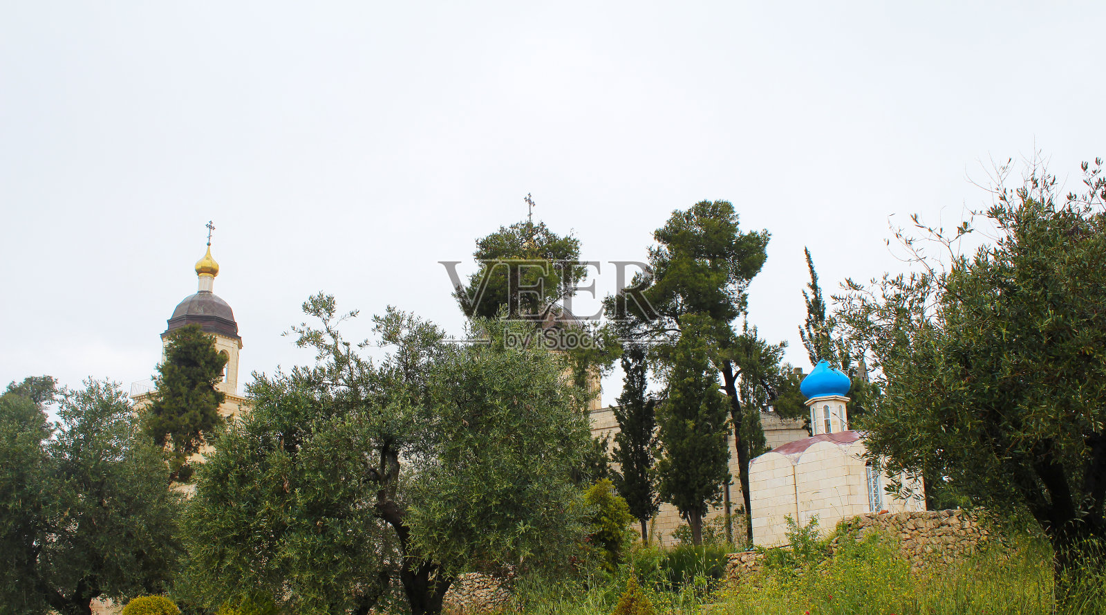 位于巴勒斯坦希布伦亚伯拉罕橡树的圣三位一体修道院的Metochion上的一棵非常古老的橡树照片摄影图片