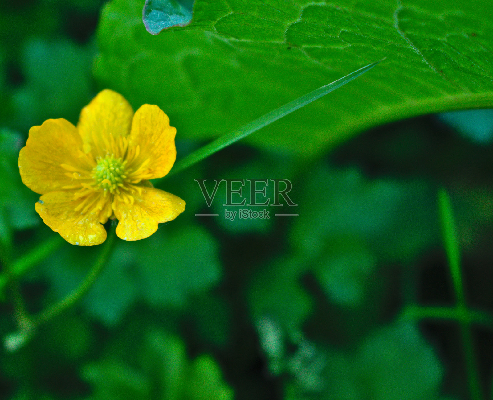 黄色五瓣花，绿色自然背景，复制空间照片摄影图片