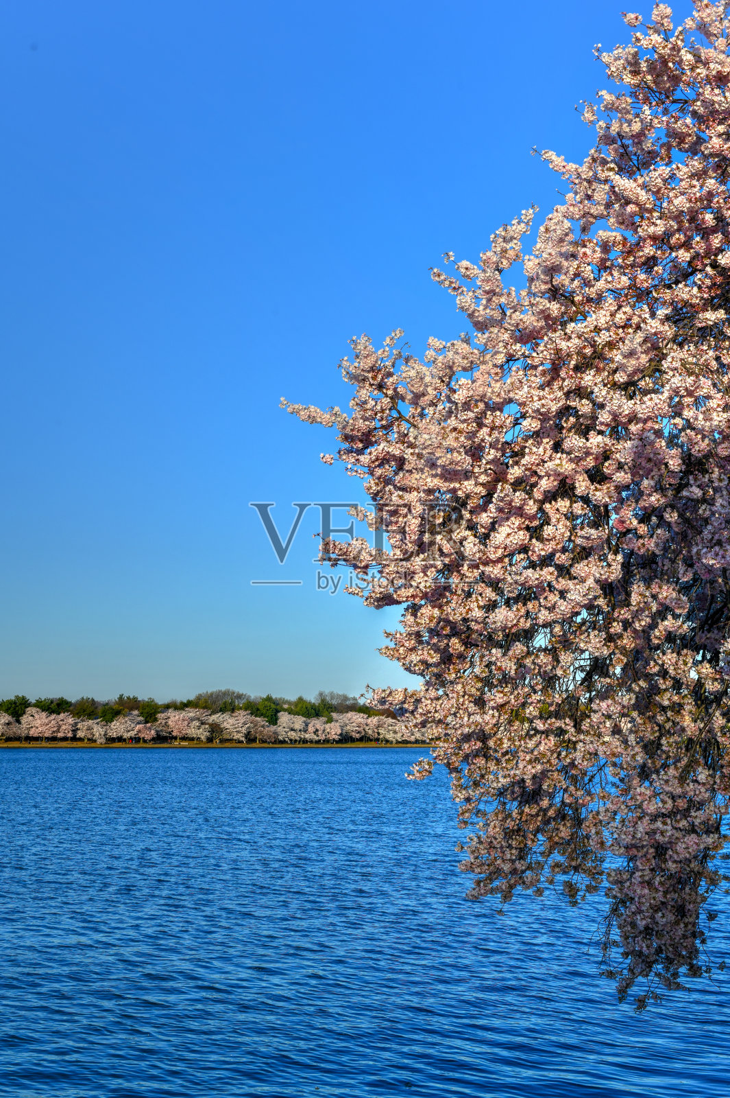 樱花盛开-华盛顿特区照片摄影图片