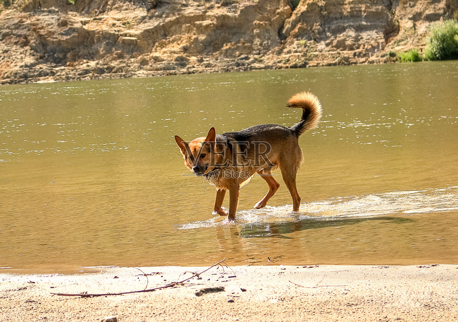 大红狗在一条宽阔的河里洗澡照片摄影图片