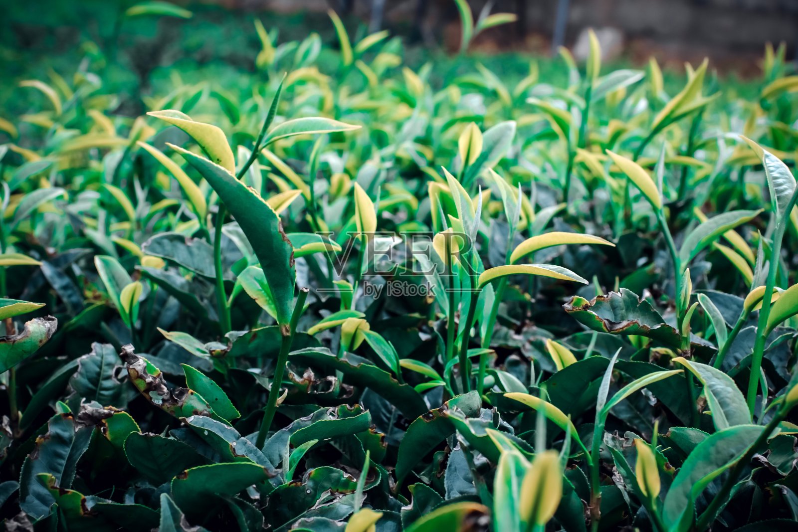 越南的绿茶田照片摄影图片