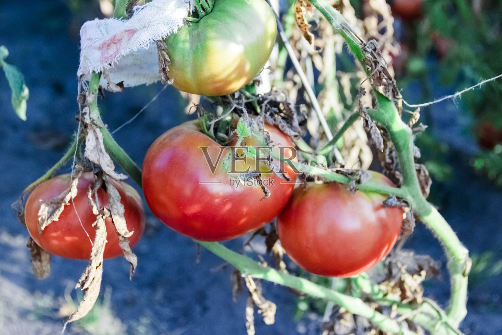 波兰红色有机番茄植物和水果照片摄影图片