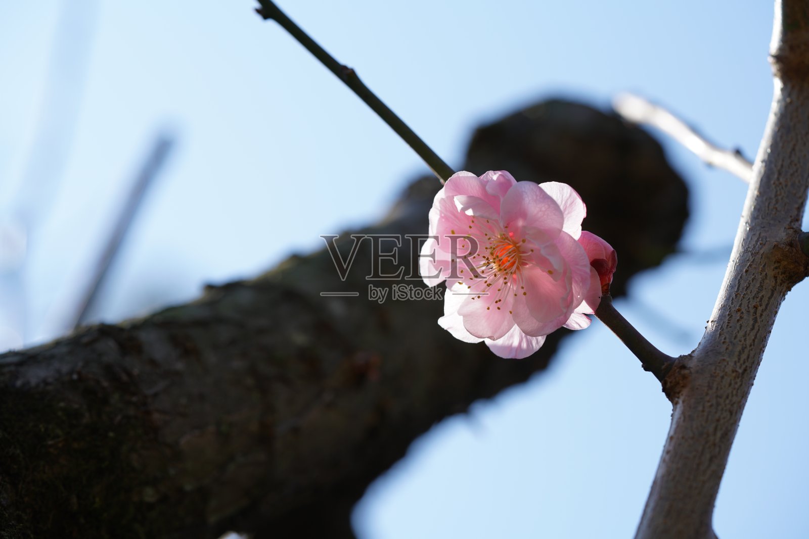梅子“樱叶”淡粉色照片摄影图片