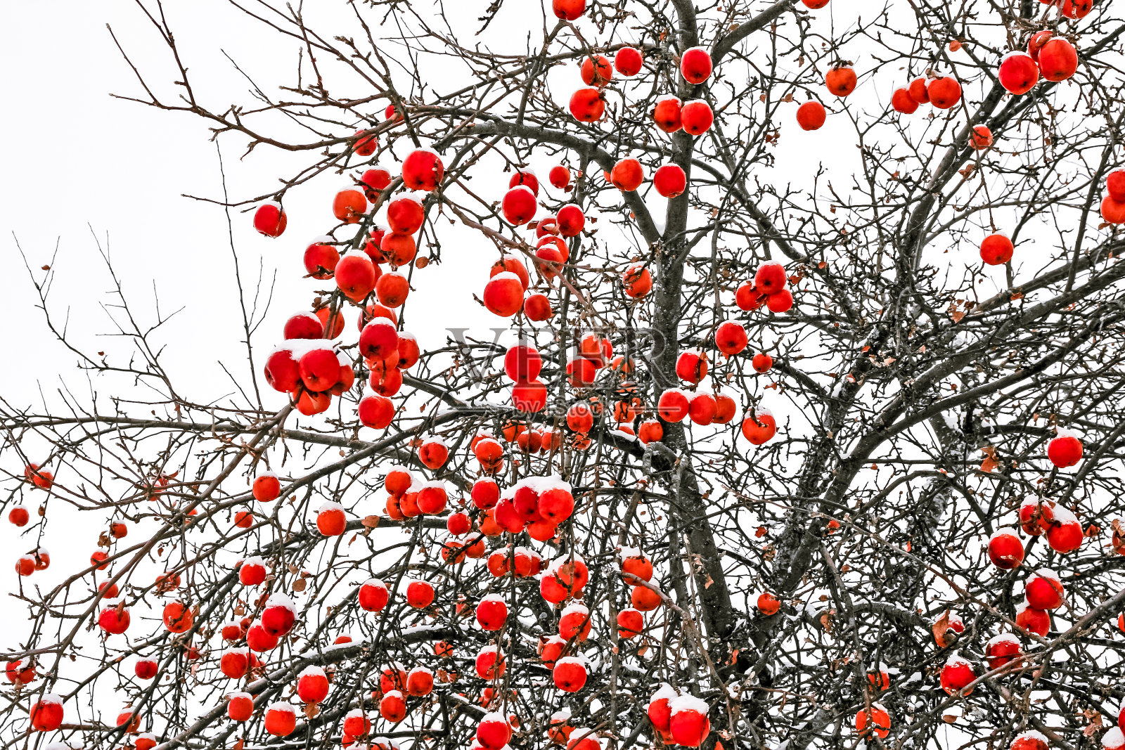 冬天红色苹果照片摄影图片