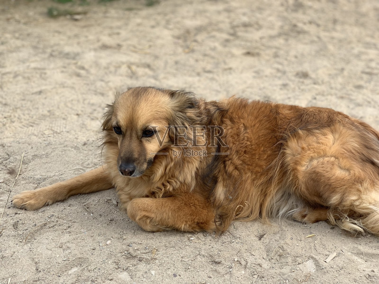 可爱的棕色狗躺在沙滩上照片摄影图片