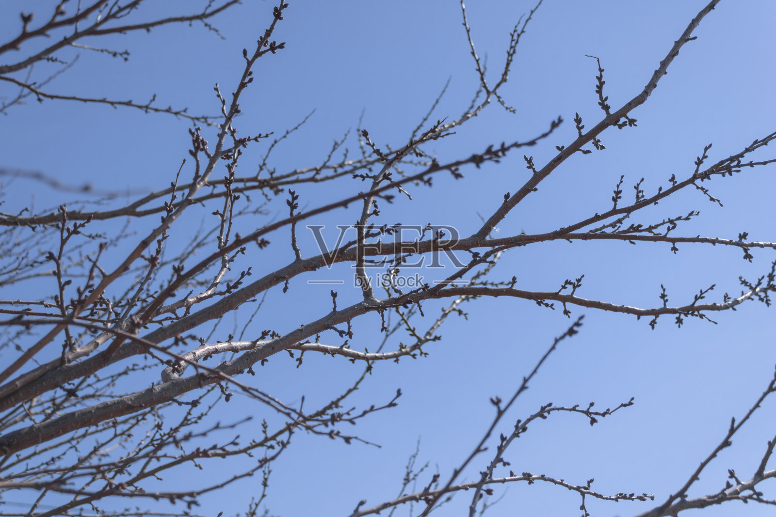 梅花的枝头插着嫩芽，映衬着蔚蓝的天空。春天已经到来。阳光使树木暖和起来照片摄影图片
