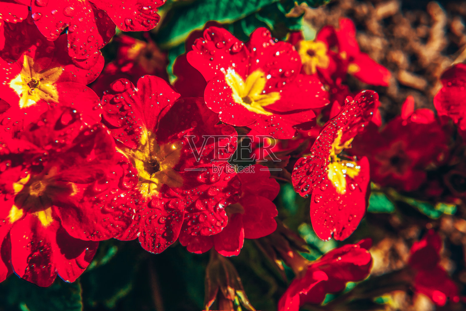 红花的报春花。鼓舞人心的自然花卉，春天或夏天盛开的花园或公园背景照片摄影图片