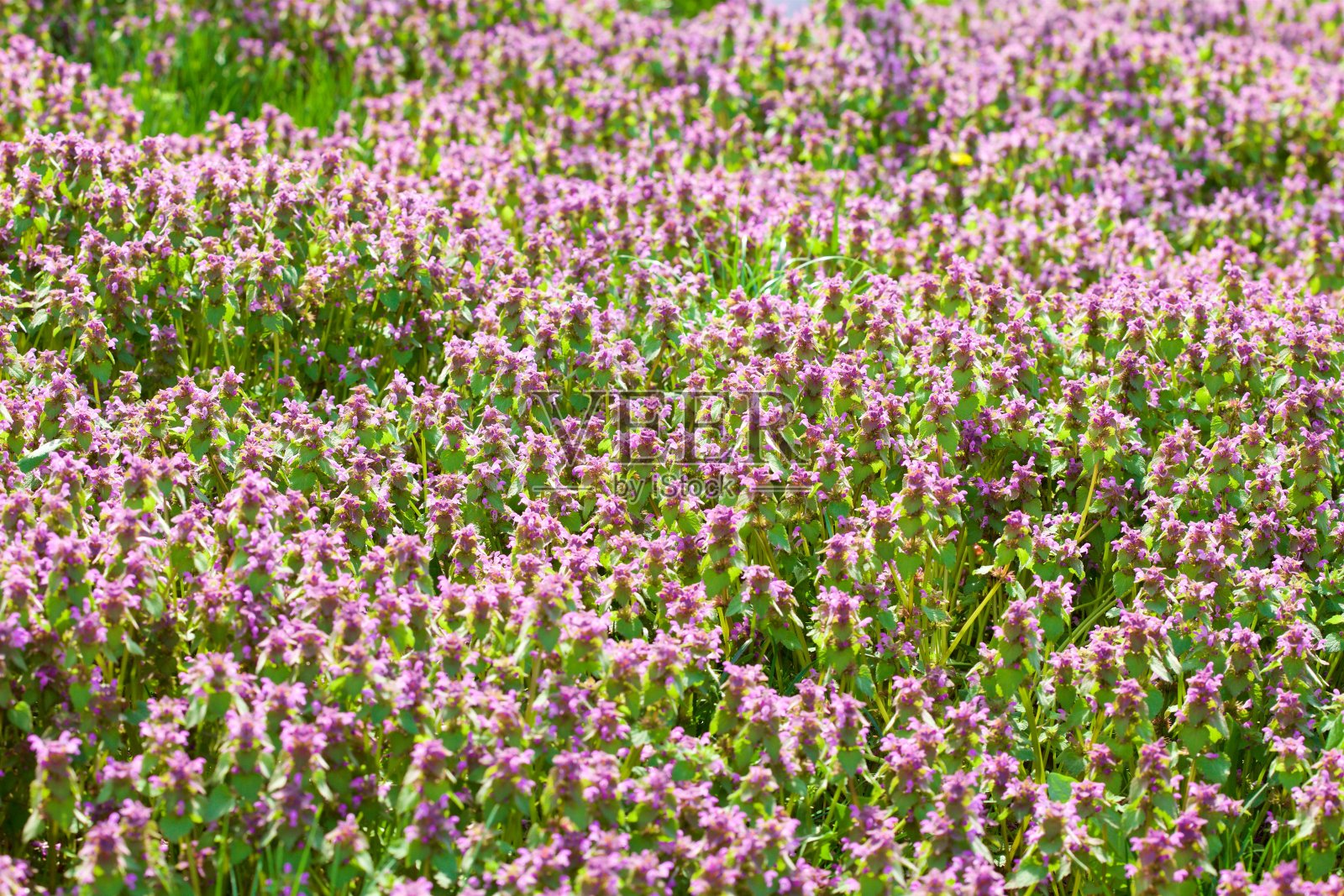 草地上有许多紫色的花。照片摄影图片
