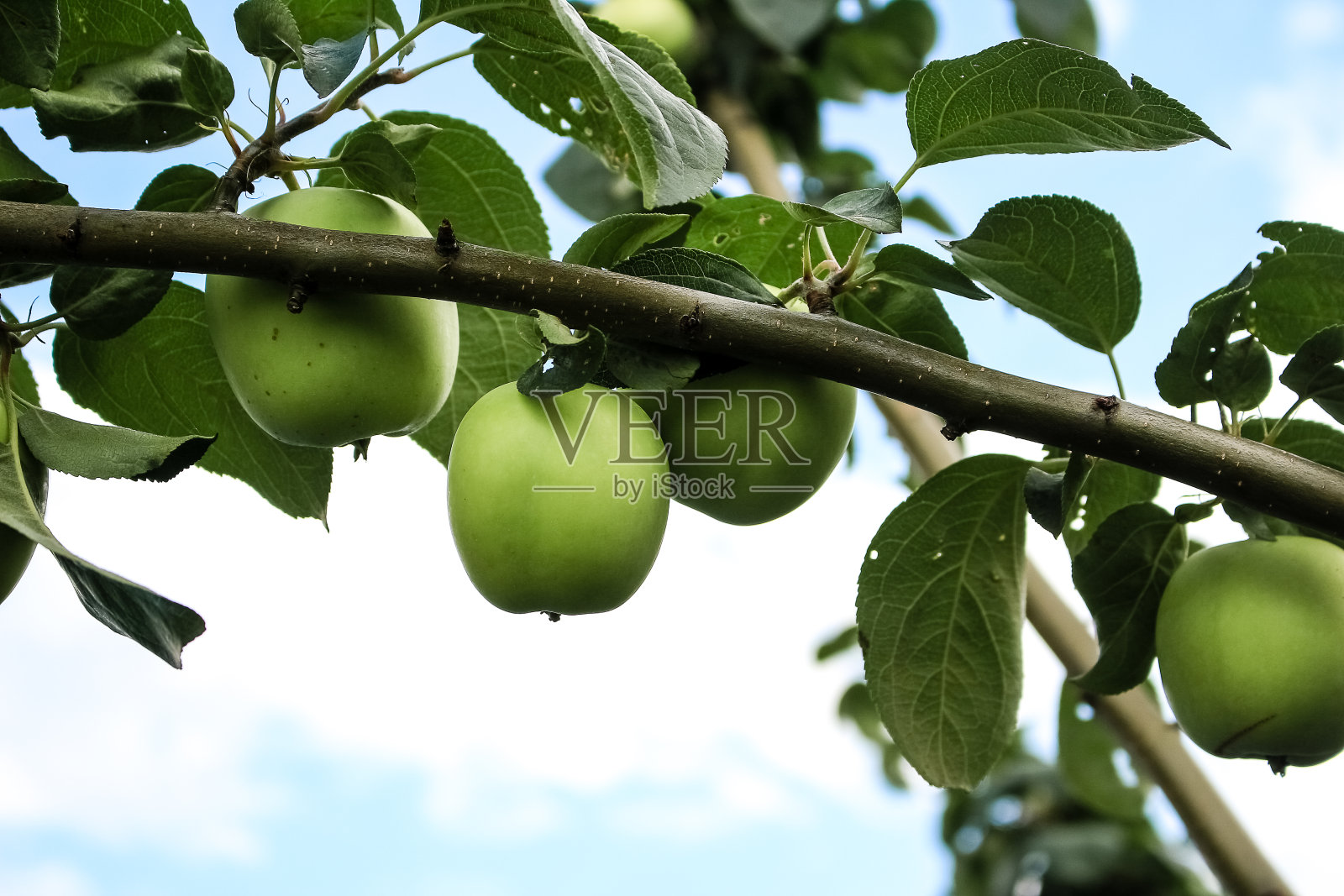 青苹果长在树枝上照片摄影图片