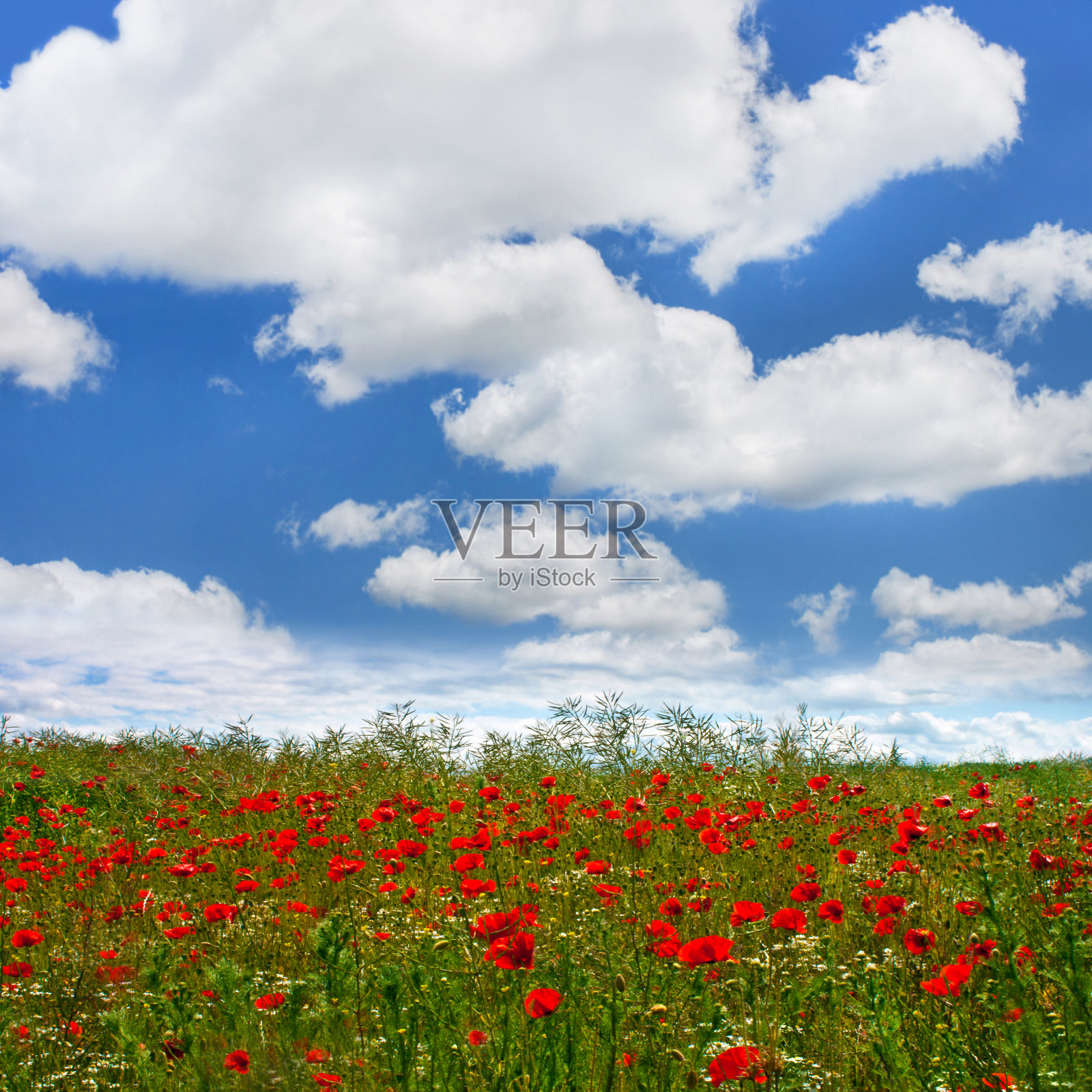 风景罂粟田和蓝天照片摄影图片