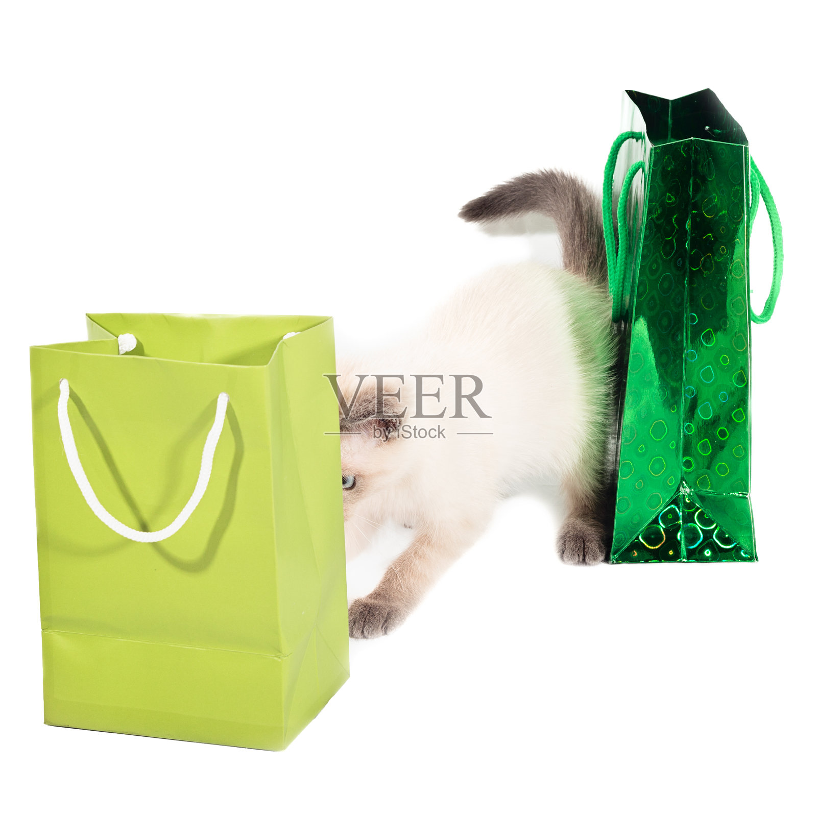泰式轻猫和两个礼品袋是为节日准备礼物的概念照片摄影图片