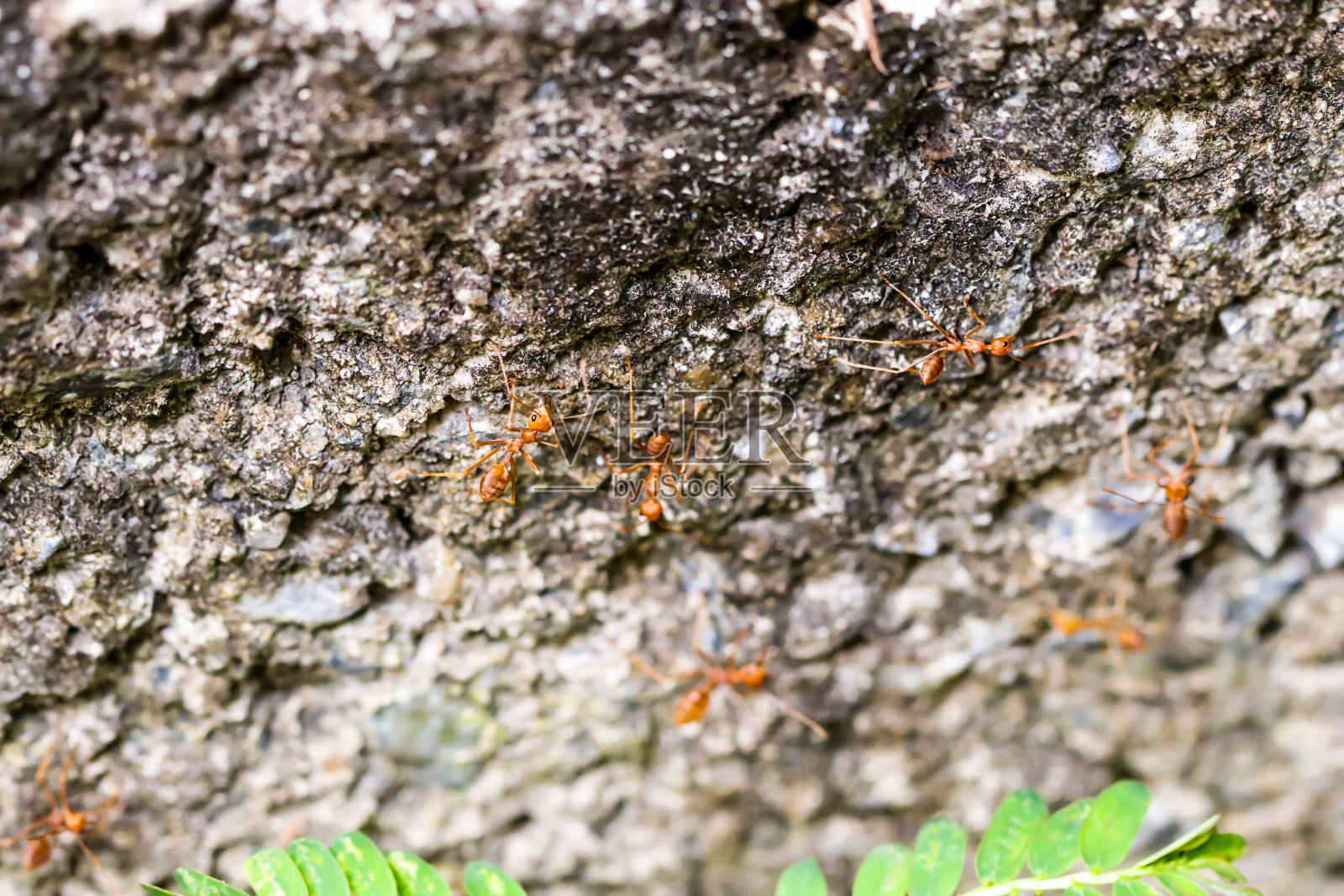橘黄色火蚁在树上的特写照片摄影图片