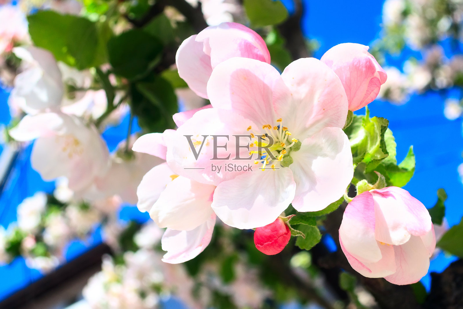 苹果枝开花，近景宏照片摄影图片