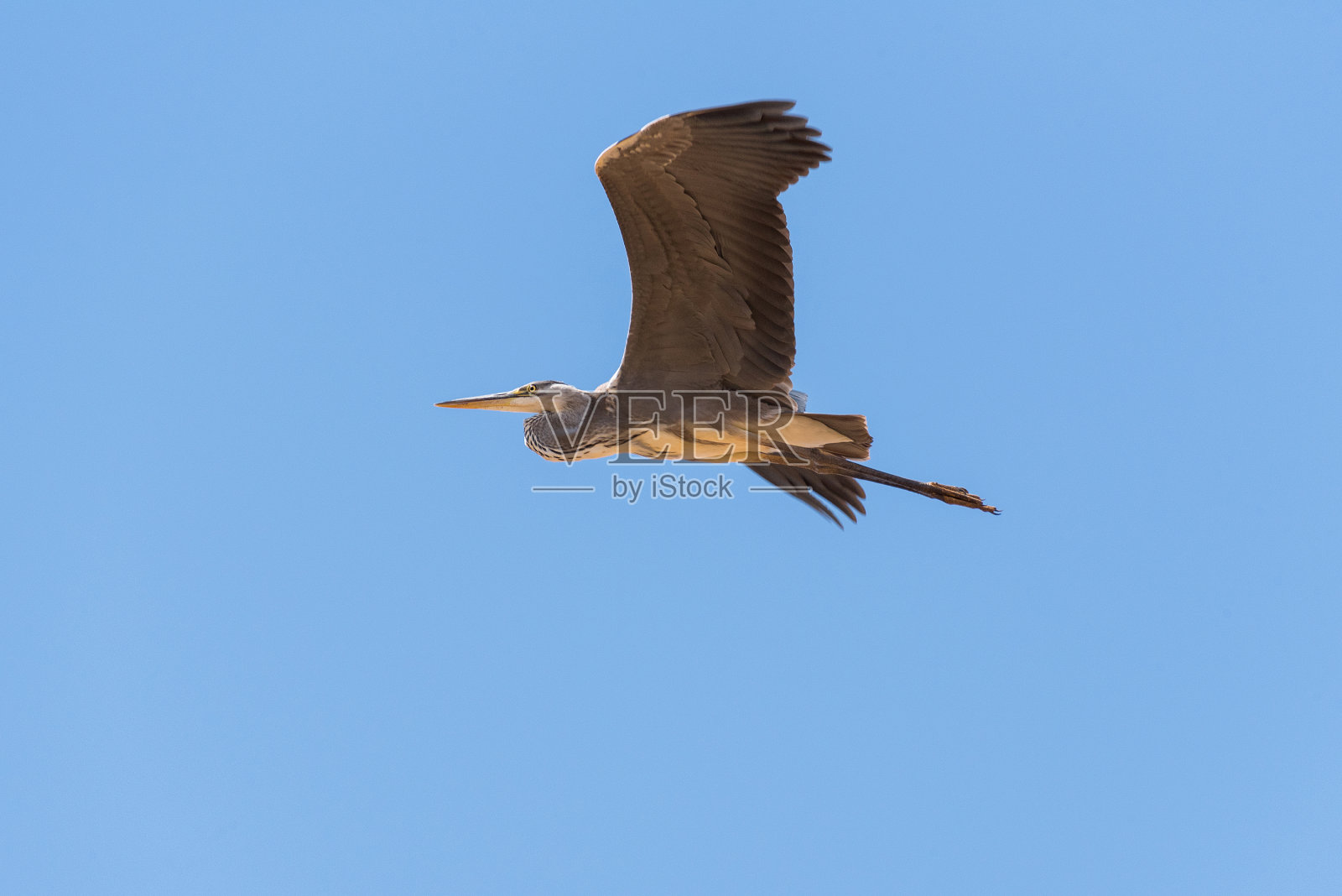 鹭(Ardea cinerea)。这只鸟飞着寻找猎物照片摄影图片