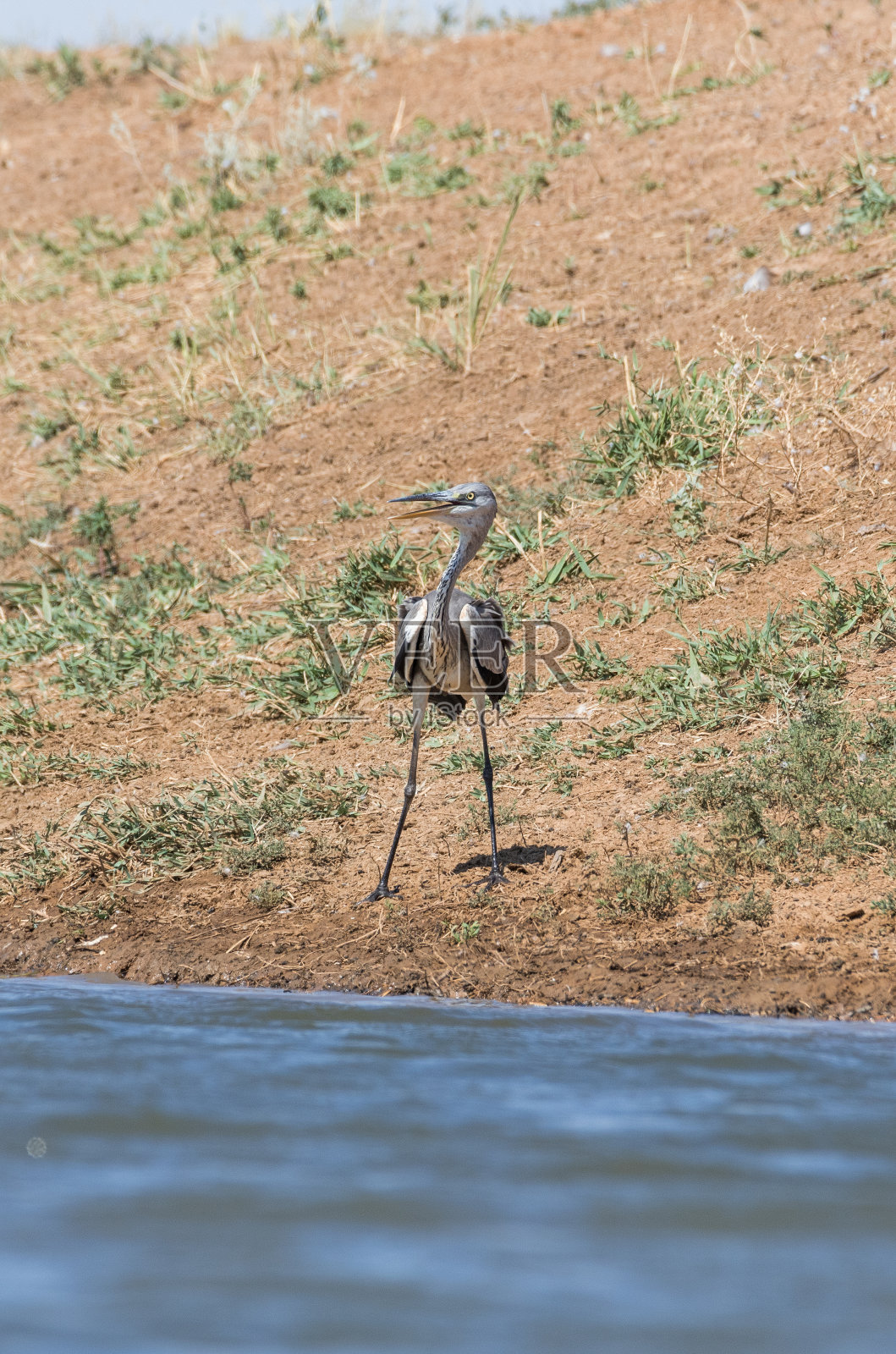 鹭(Ardea cinerea)。鸟在运河里喝水，在干旱时解渴照片摄影图片