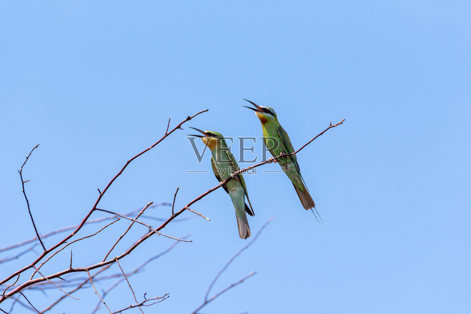两只蓝颊食蜂鸟(Merops pericus)。一只鸟坐在树枝上，背景是蓝色的天空照片摄影图片