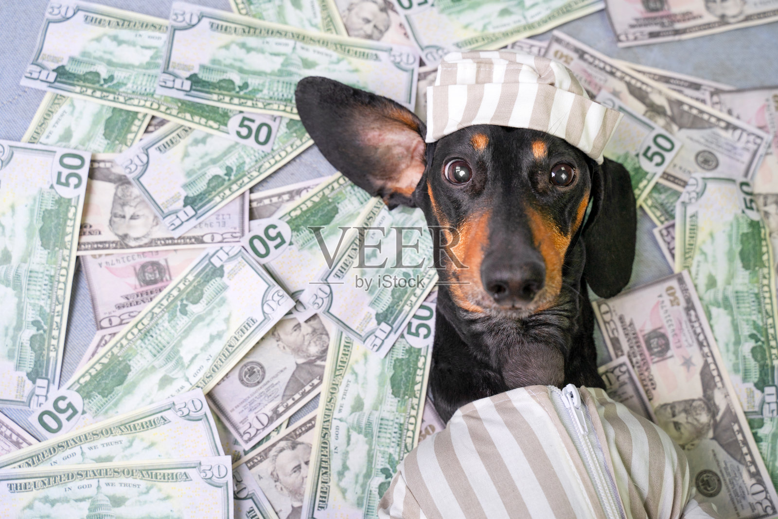 俯视图一个快乐的狗品种腊肠犬，黑和棕，躺在一堆伪钞美元在犯罪的服装照片摄影图片