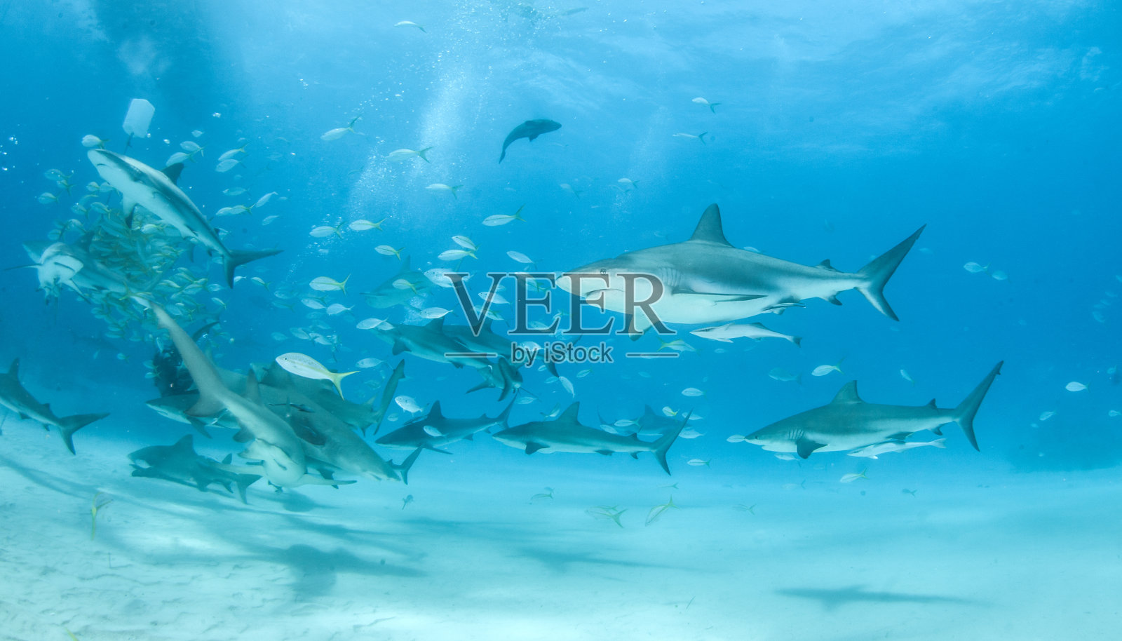 巴哈马群岛的加勒比礁鲨照片摄影图片