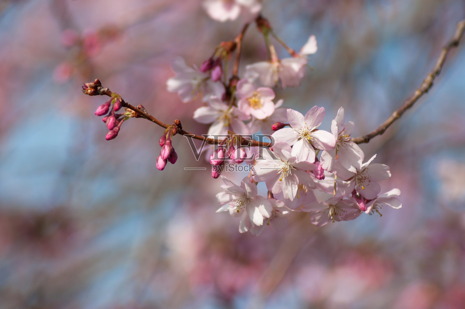 粉红色的樱花在春天盛开在日本的花园里照片摄影图片