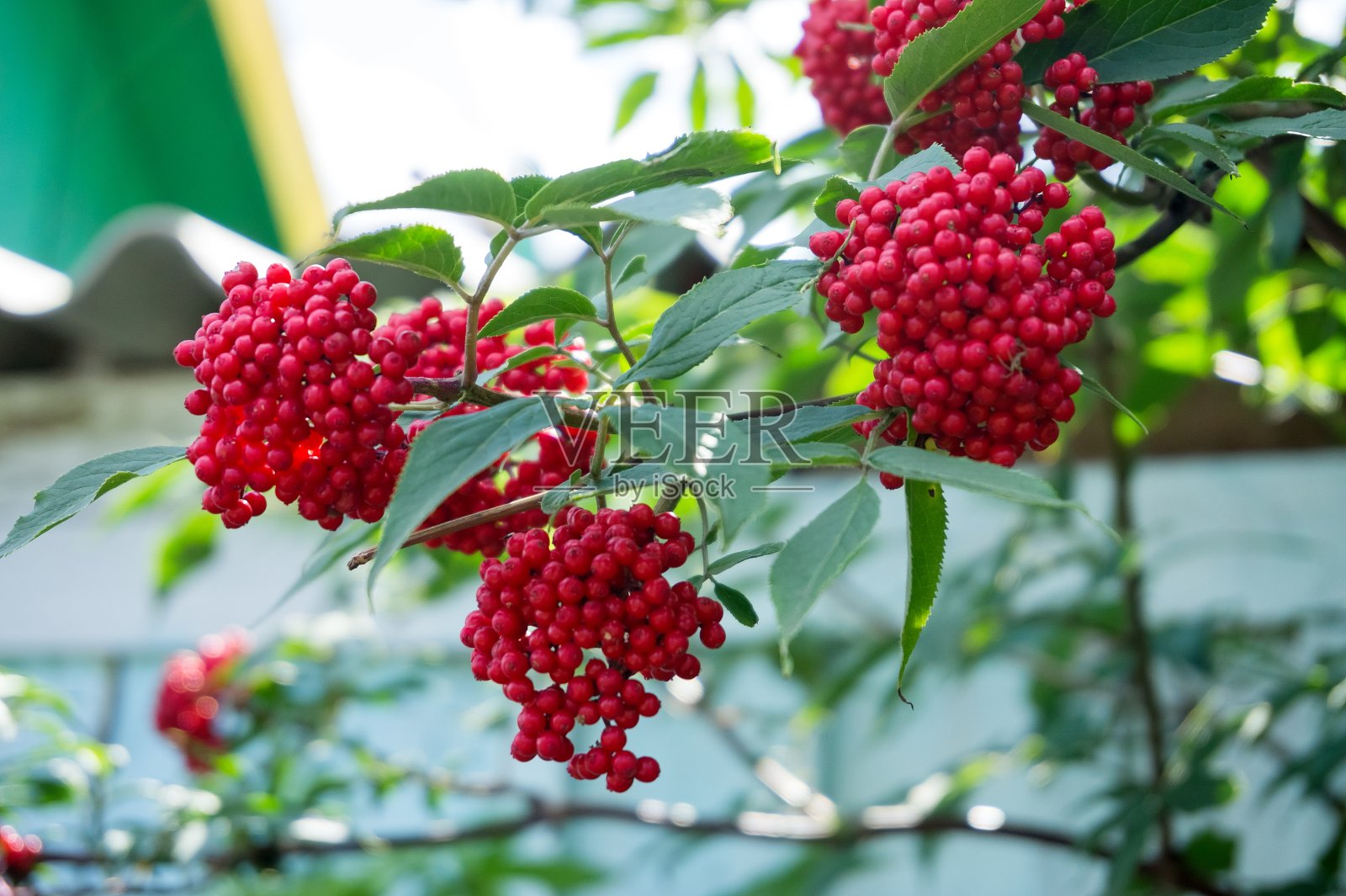 接骨木一种红色的接骨木(总结接骨木)的树枝，带有成熟的浆果，夏天挂在村庄的木栅栏的背景上。照片摄影图片