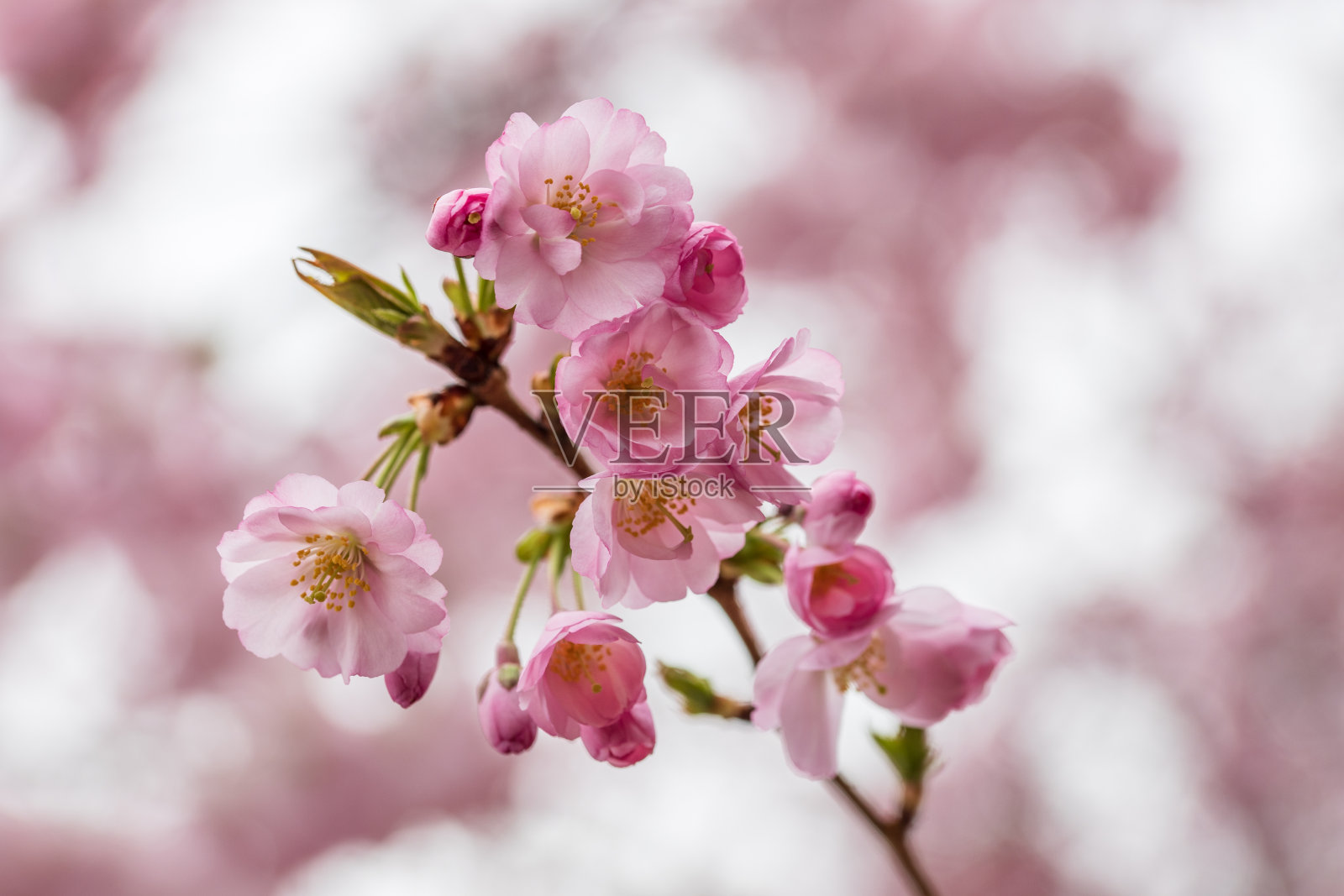 观赏园中的粉红色樱花照片摄影图片