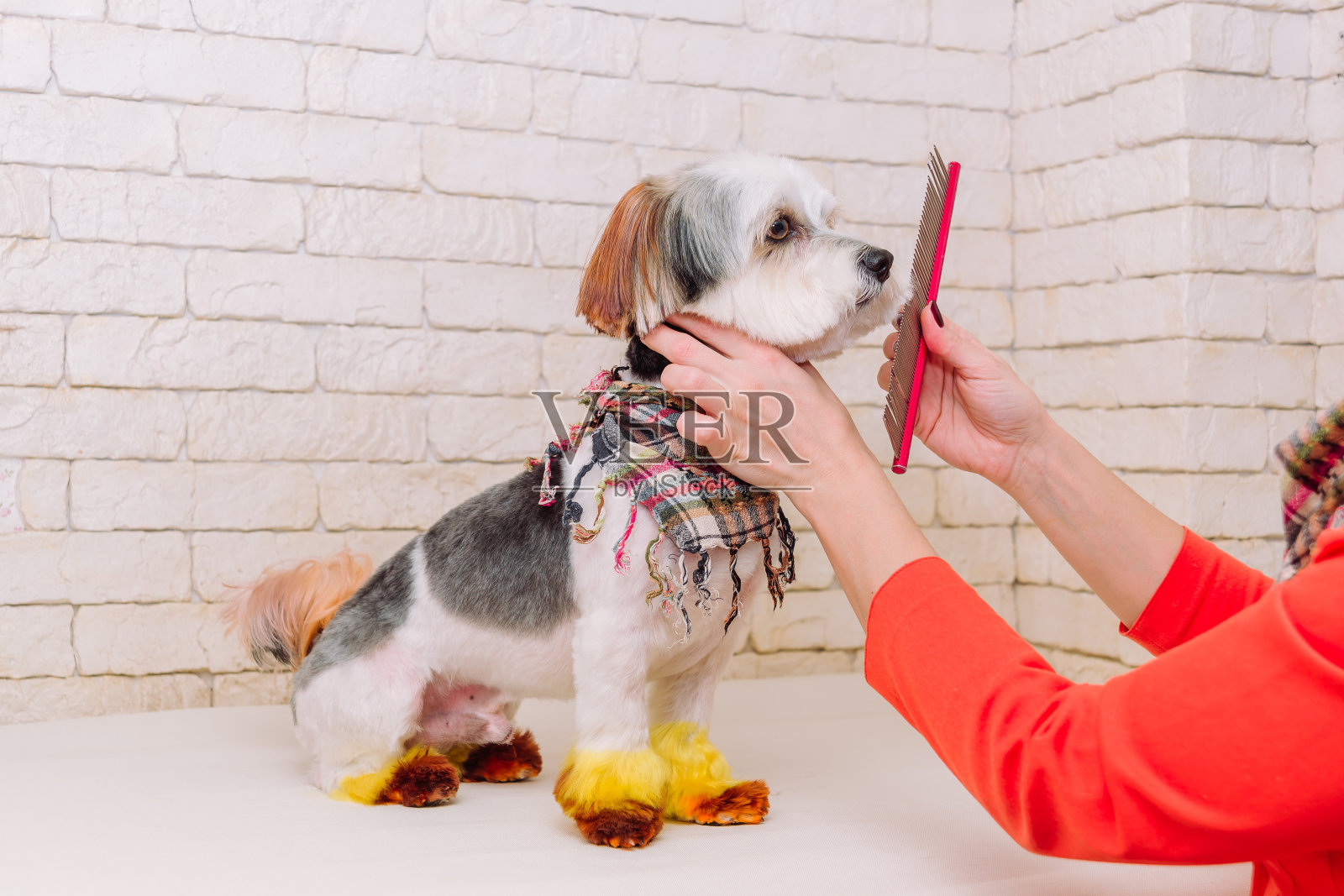 美容师在桌子上用梳子梳理可爱的小猎犬。照片摄影图片
