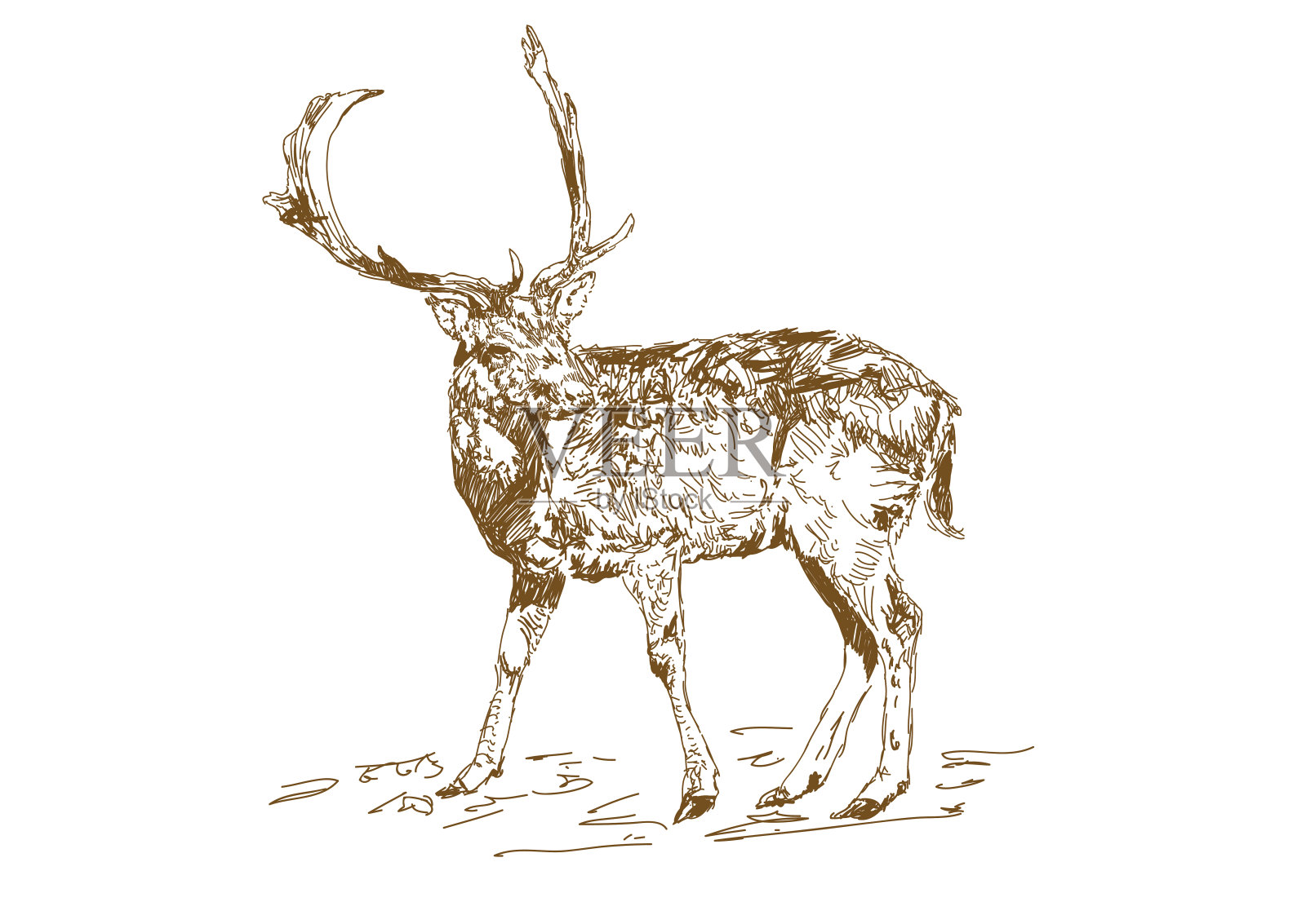 矢量复古风格雕刻手绘鹿类动物狩猎季节。森林鹿与分枝角素描风格。插画图片素材