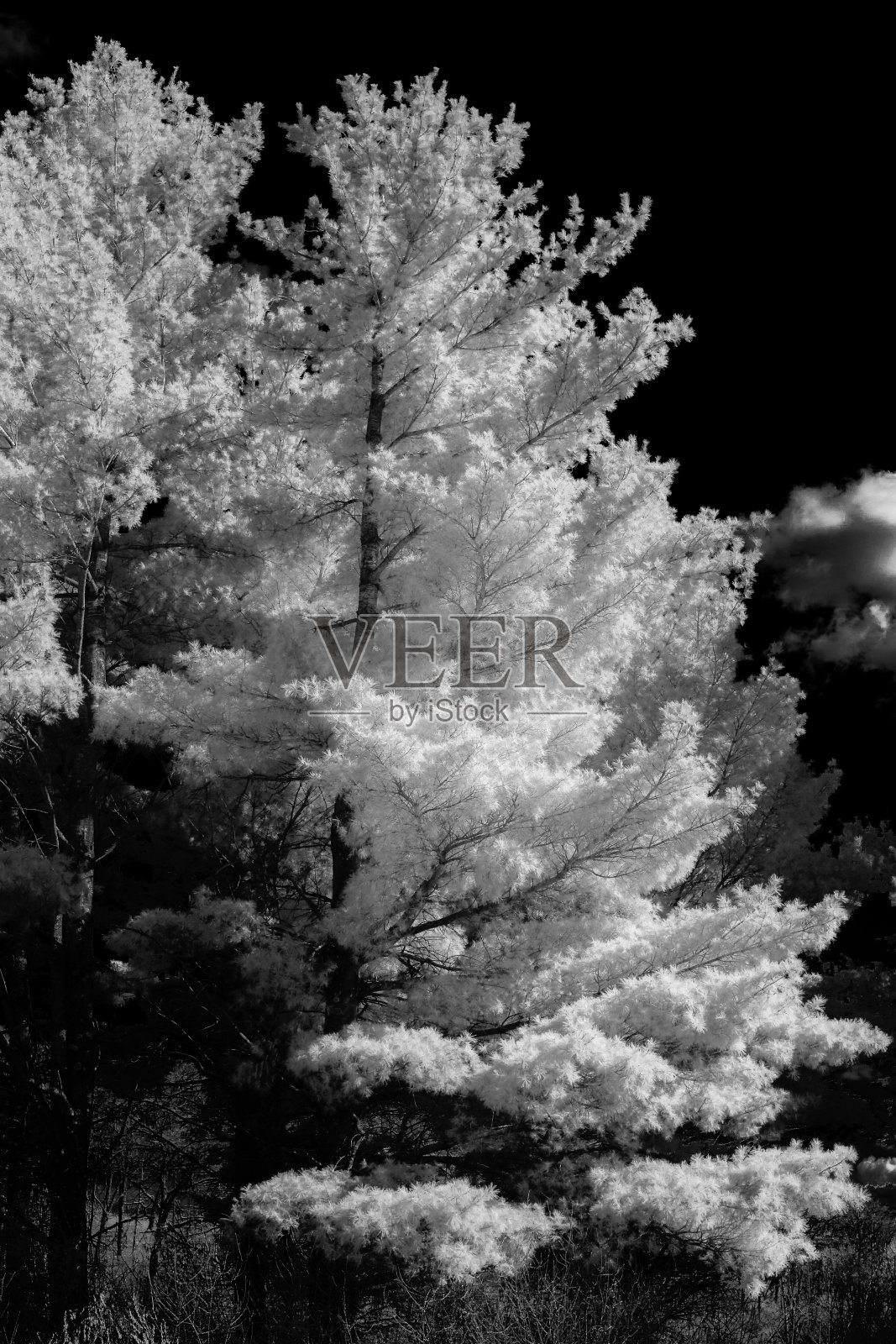 明尼苏达州早春的白松林照片摄影图片