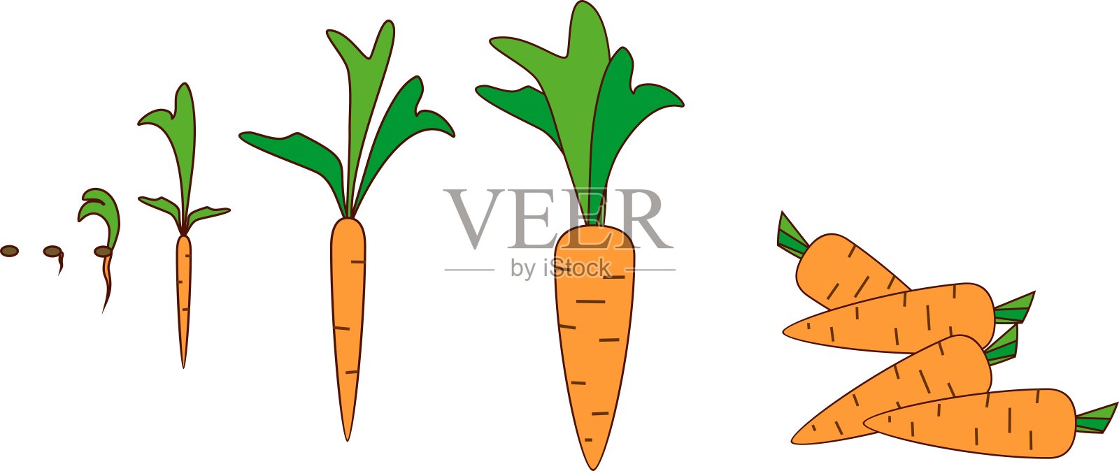 胡萝卜生长过程卡通图片
