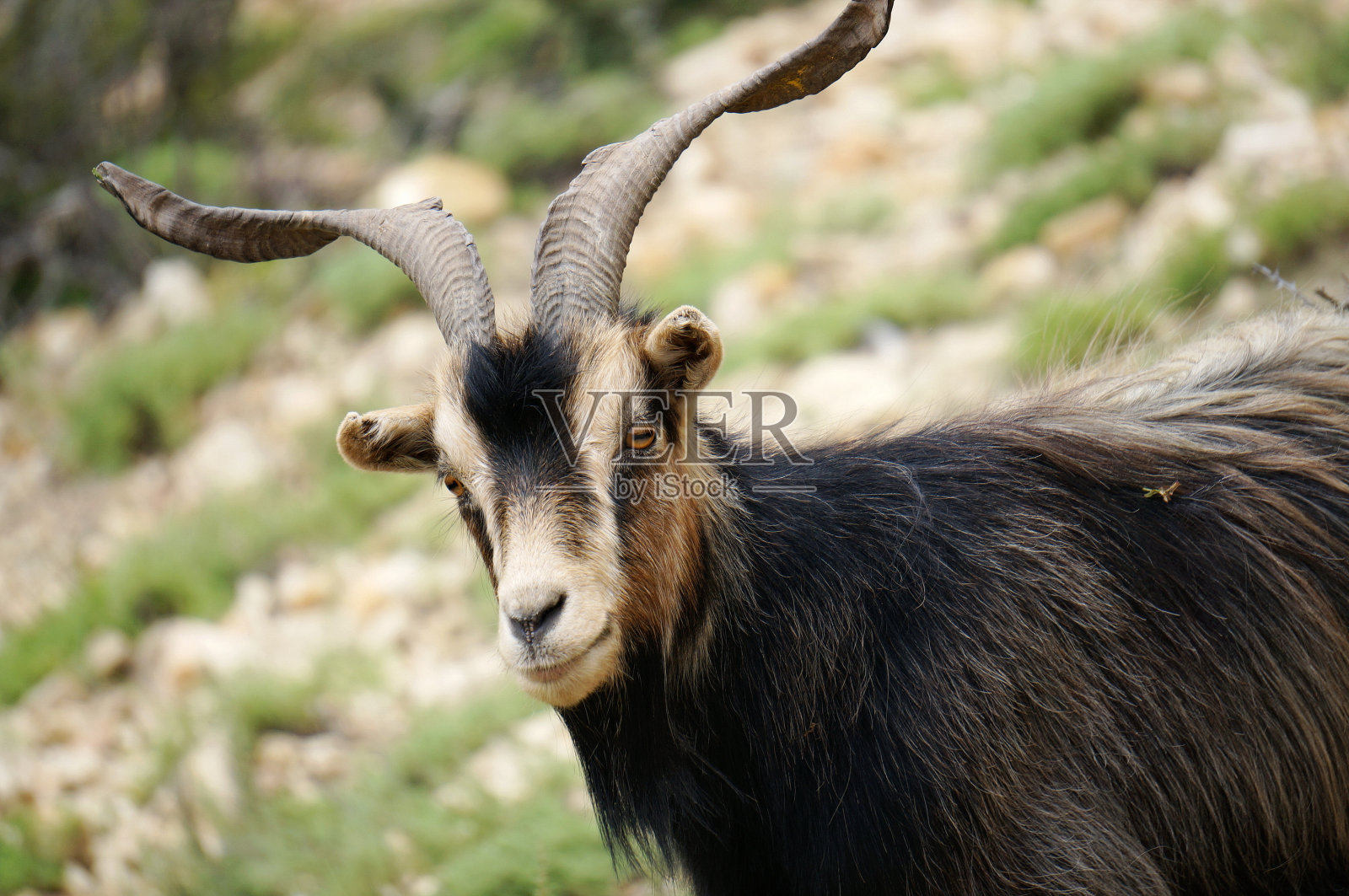 自然背景上有角的黑山羊的肖像。照片摄影图片