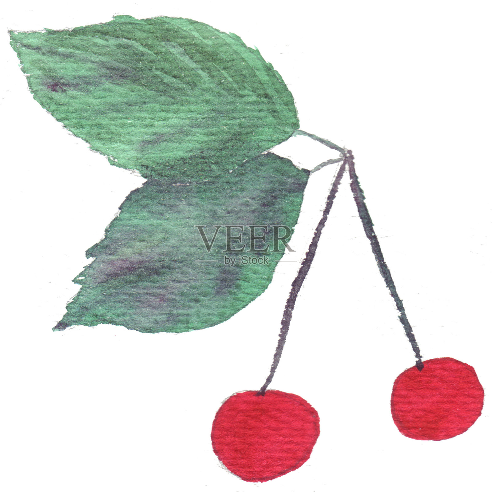 鲜红熟透的草莓樱桃，挂在果园里。插画图片素材